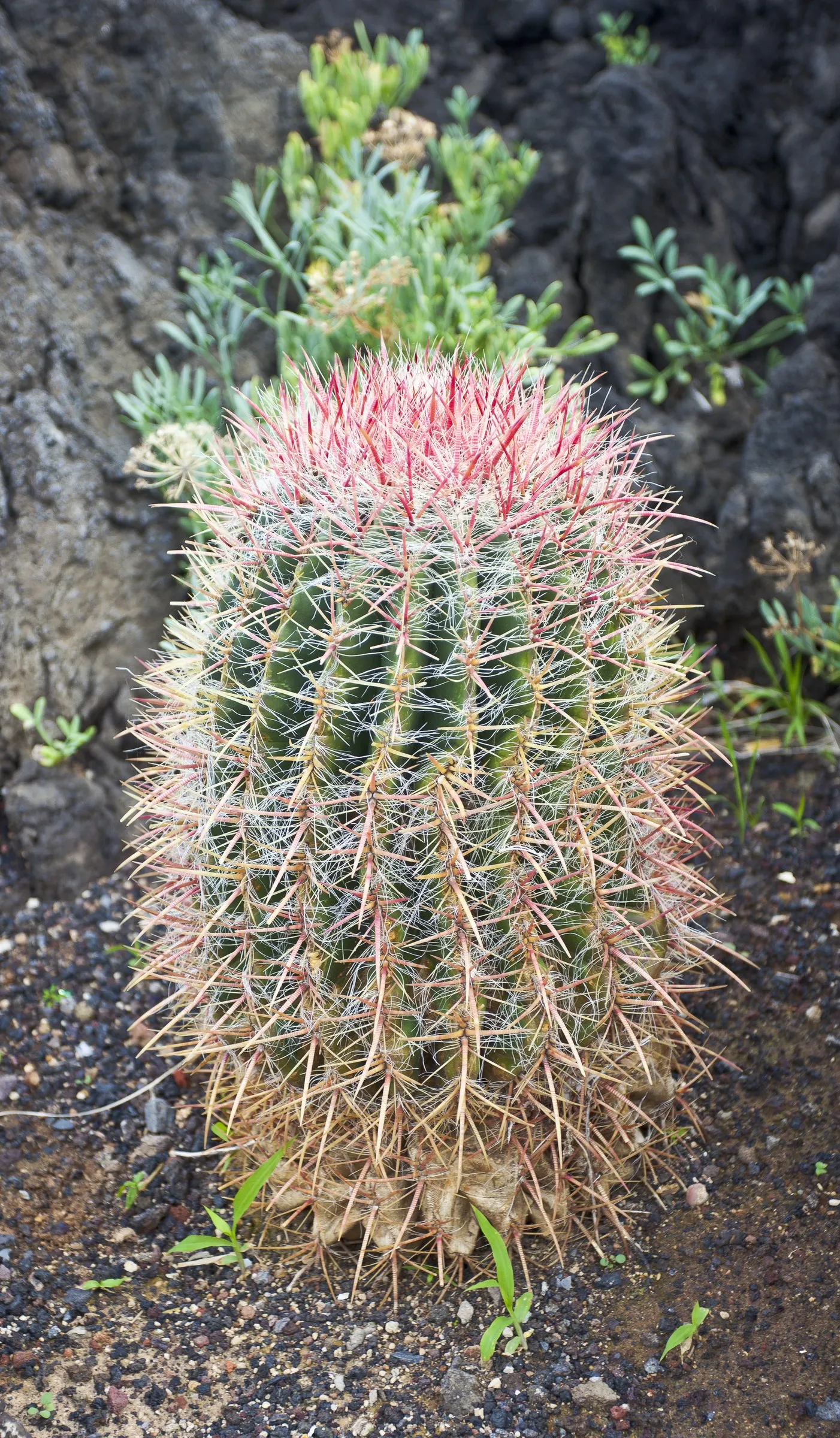 Mexican Fire Barrel (Ferocactus Pilosus) — Low-maintenance, it's ideal for hot, arid landscapes seeking a bold, architectural accent; providing a, image 74