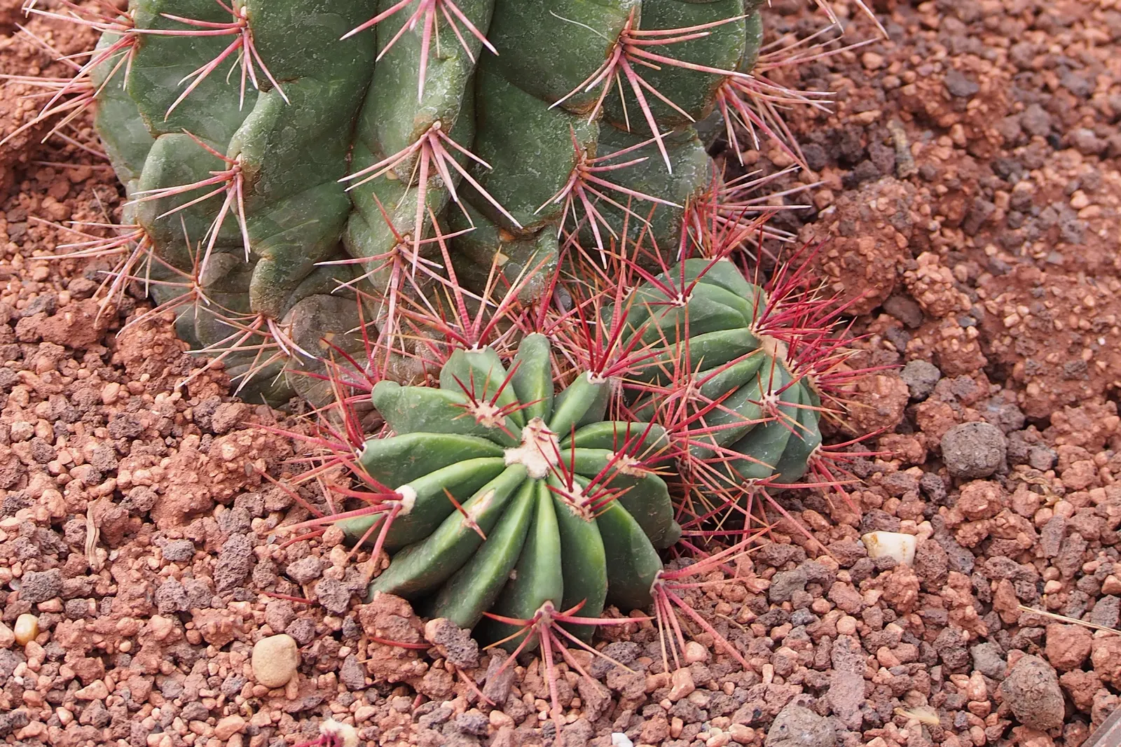 Mexican Fire Barrel (Ferocactus Pilosus) — Its most striking feature is the array of reddish-orange spines that cover the cactus