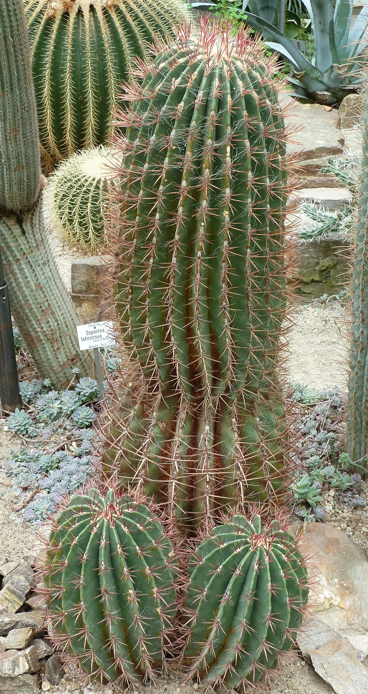 Mexican Fire Barrel (Ferocactus Pilosus) — low-maintenance gem for their garden; cactus with red and yellow blooms, image 66