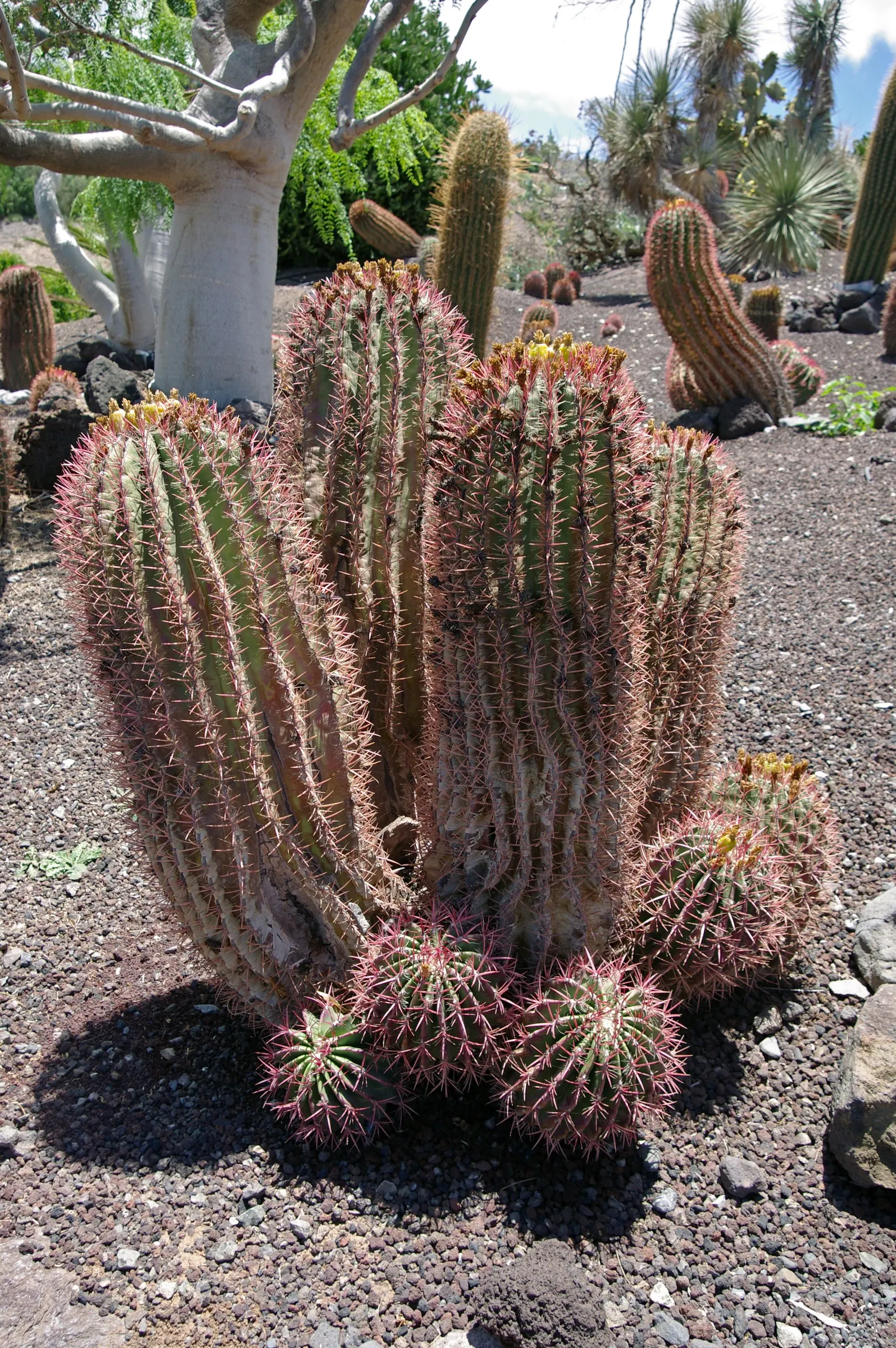Mexican Fire Barrel (Ferocactus Pilosus) — colloquially known as the Mexican Fire Barrel; adorning its top are bright red or yellow flowers in, image 47