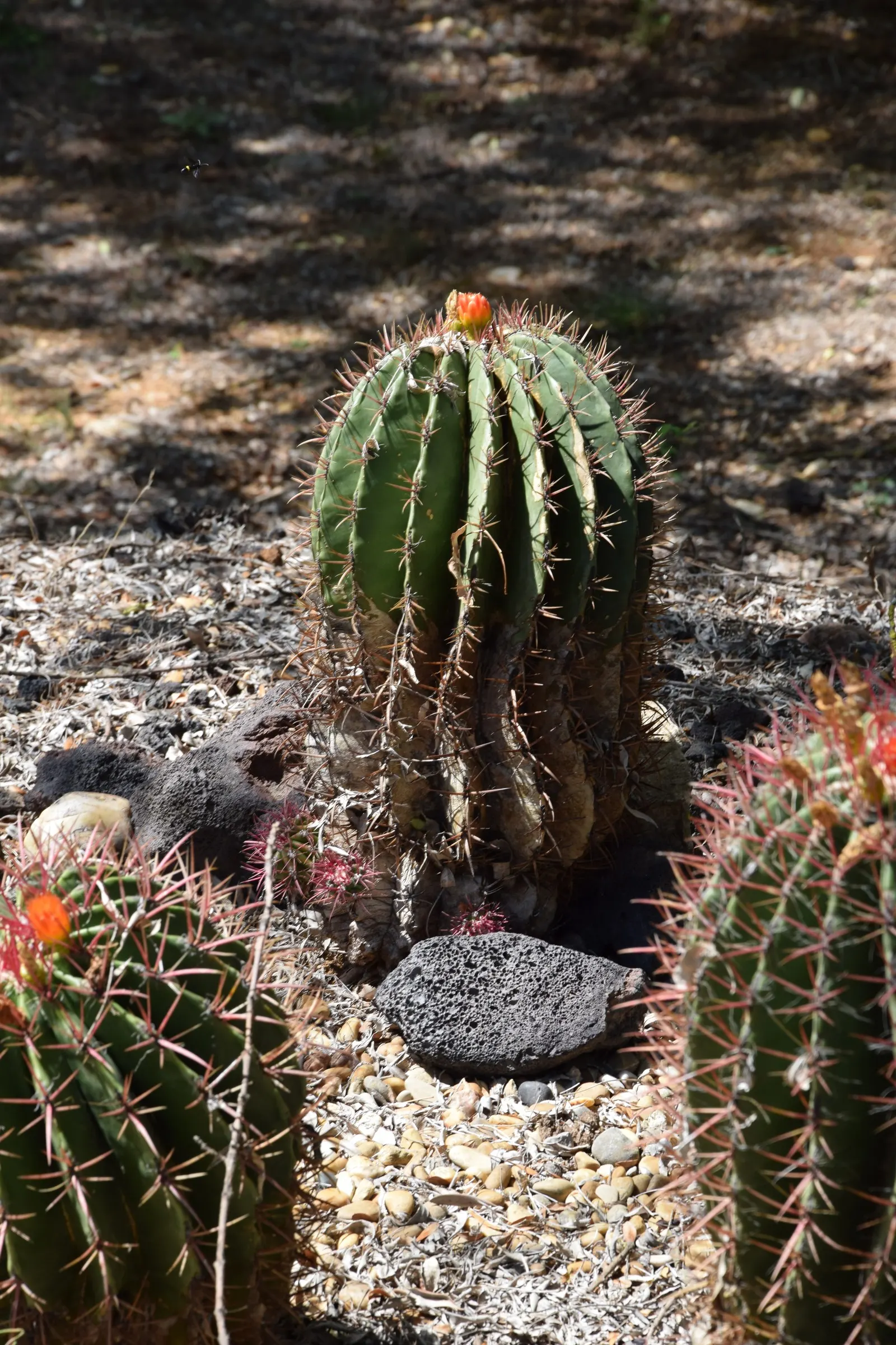 Mexican Fire Barrel (Ferocactus Pilosus) — providing a 'fiery' aspect that gives the plant its common name
