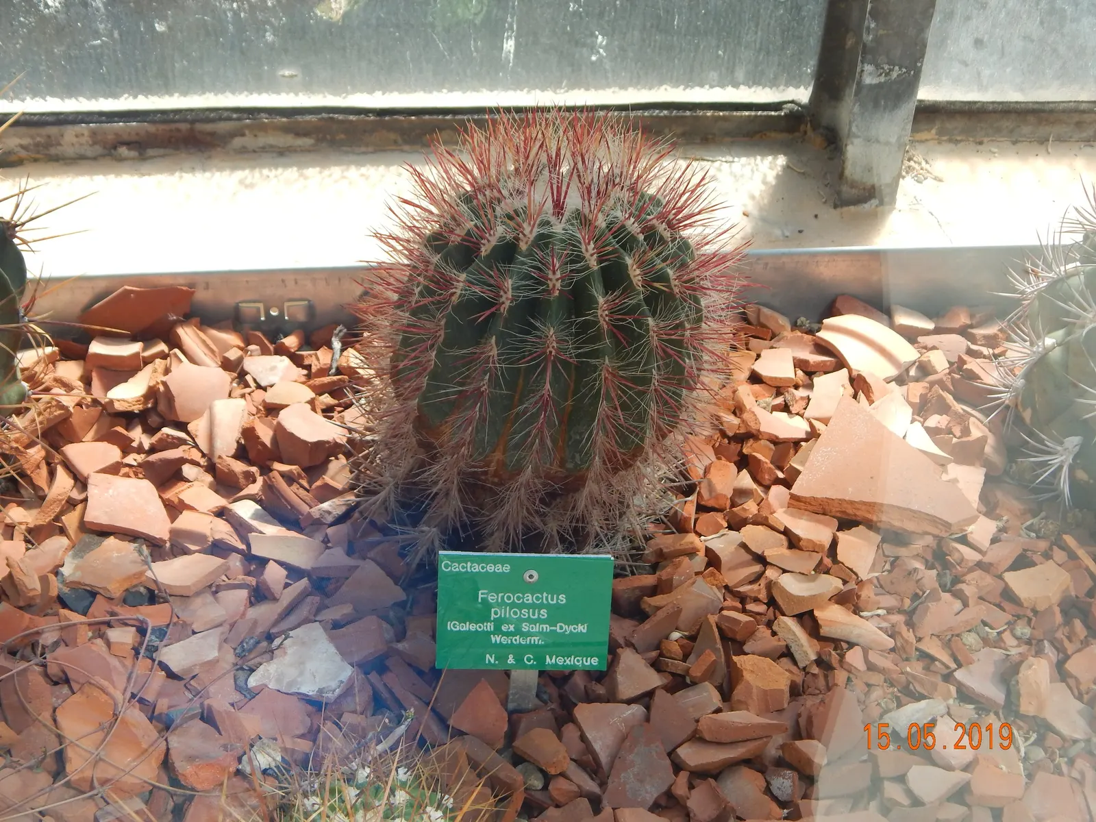 Mexican Fire Barrel (Ferocactus Pilosus) — cactus with red and yellow blooms; adding a splash of color upon the spherical silhouette.<br><br>When incorporating