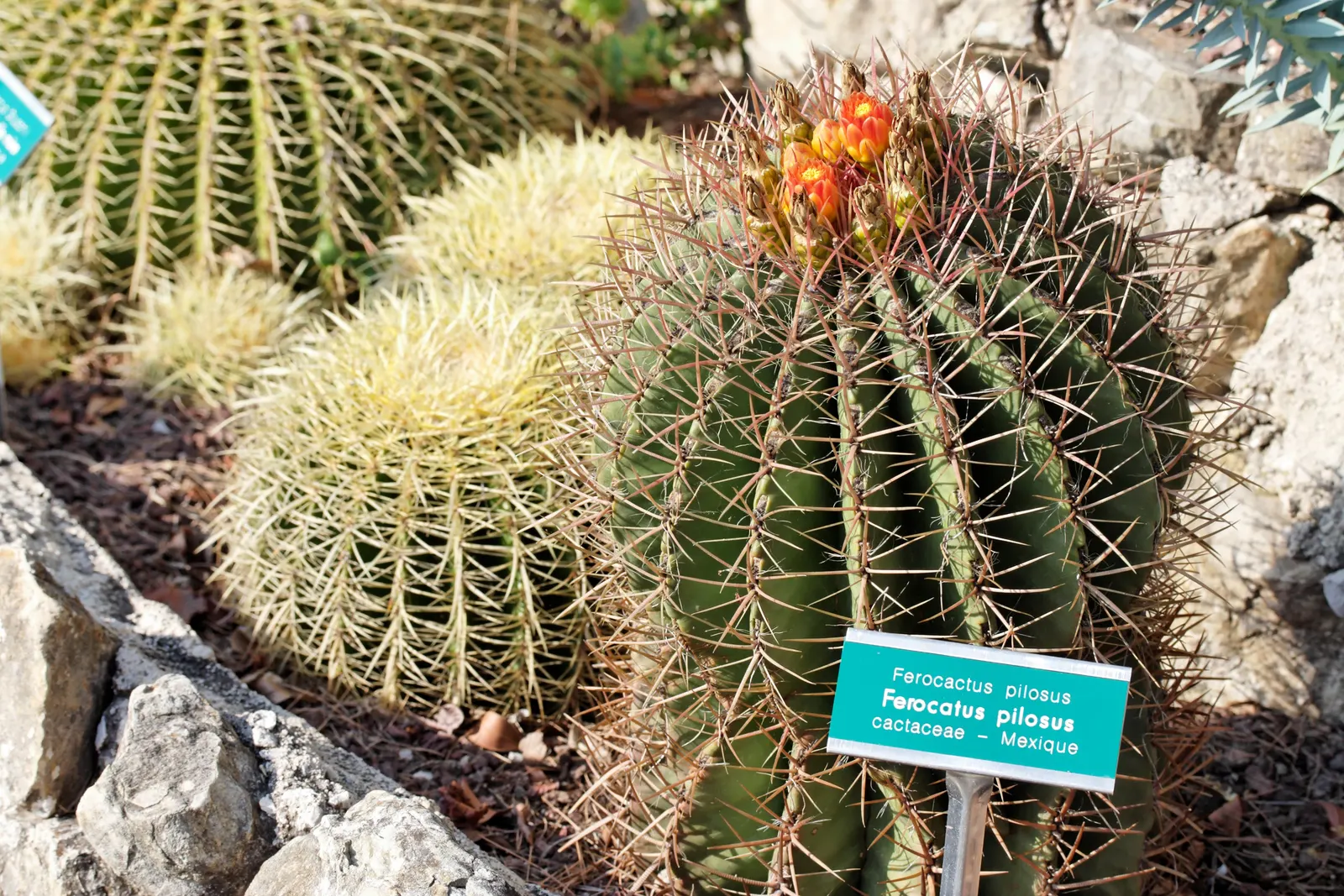 Mexican Fire Barrel (Ferocactus Pilosus) — Adorning its top are bright red or yellow flowers in summer, which entice pollinators; is a striking, image 50