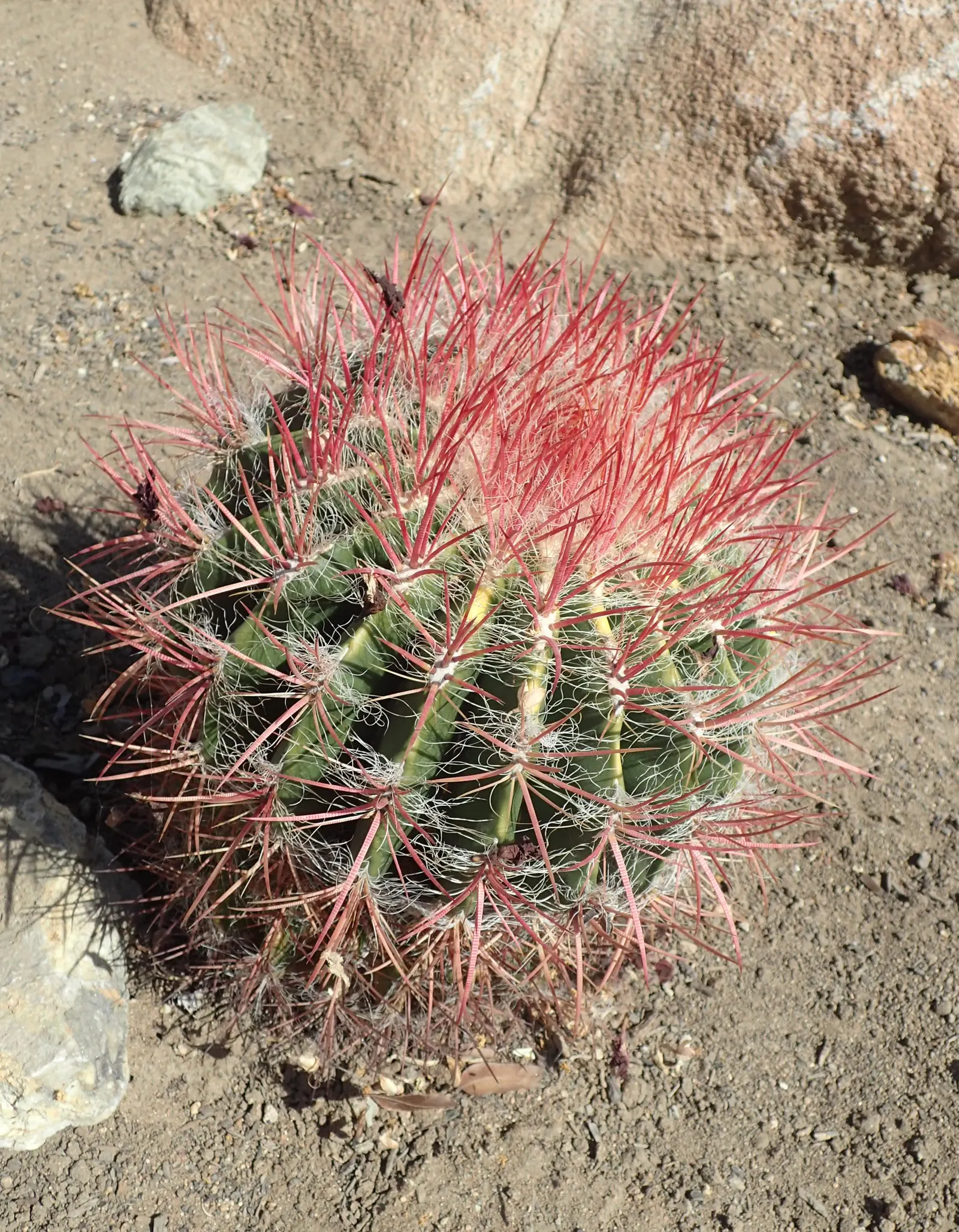 Mexican Fire Barrel (Ferocactus Pilosus) — Native to the arid regions of Northern Mexico; this cactus can endure temperatures down to 20°F, image 52