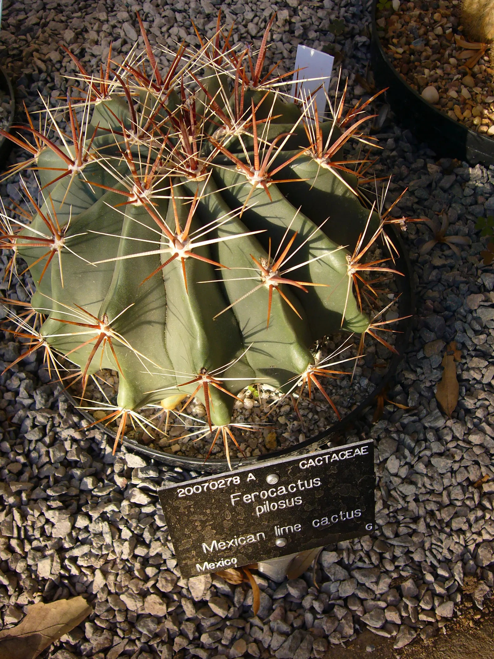 Mexican Fire Barrel (Ferocactus Pilosus) — Its most striking feature is the array of reddish-orange spines that cover the cactus; this specimen, image 77