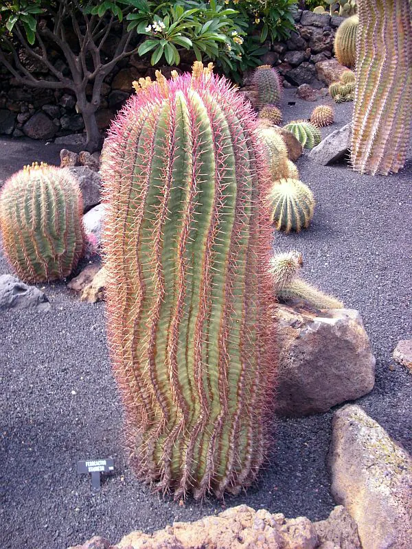 Mexican Fire Barrel (Ferocactus Pilosus) — this cactus can endure temperatures down to 20&deg;F; protection from frost is advised