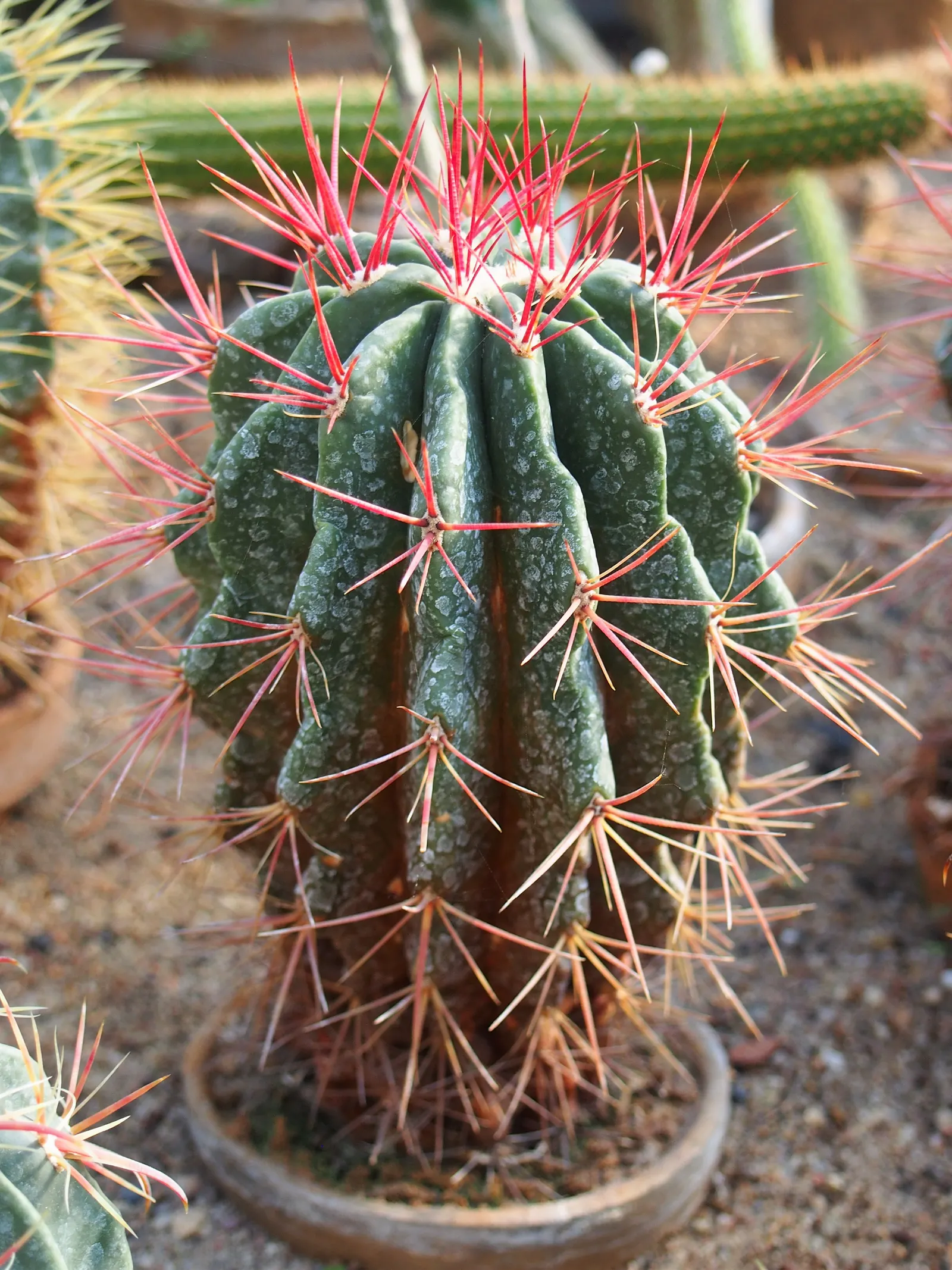 Mexican Fire Barrel (Ferocactus Pilosus) — Inform your client that apart from occasional watering during extreme drought and the rare need for, image 64