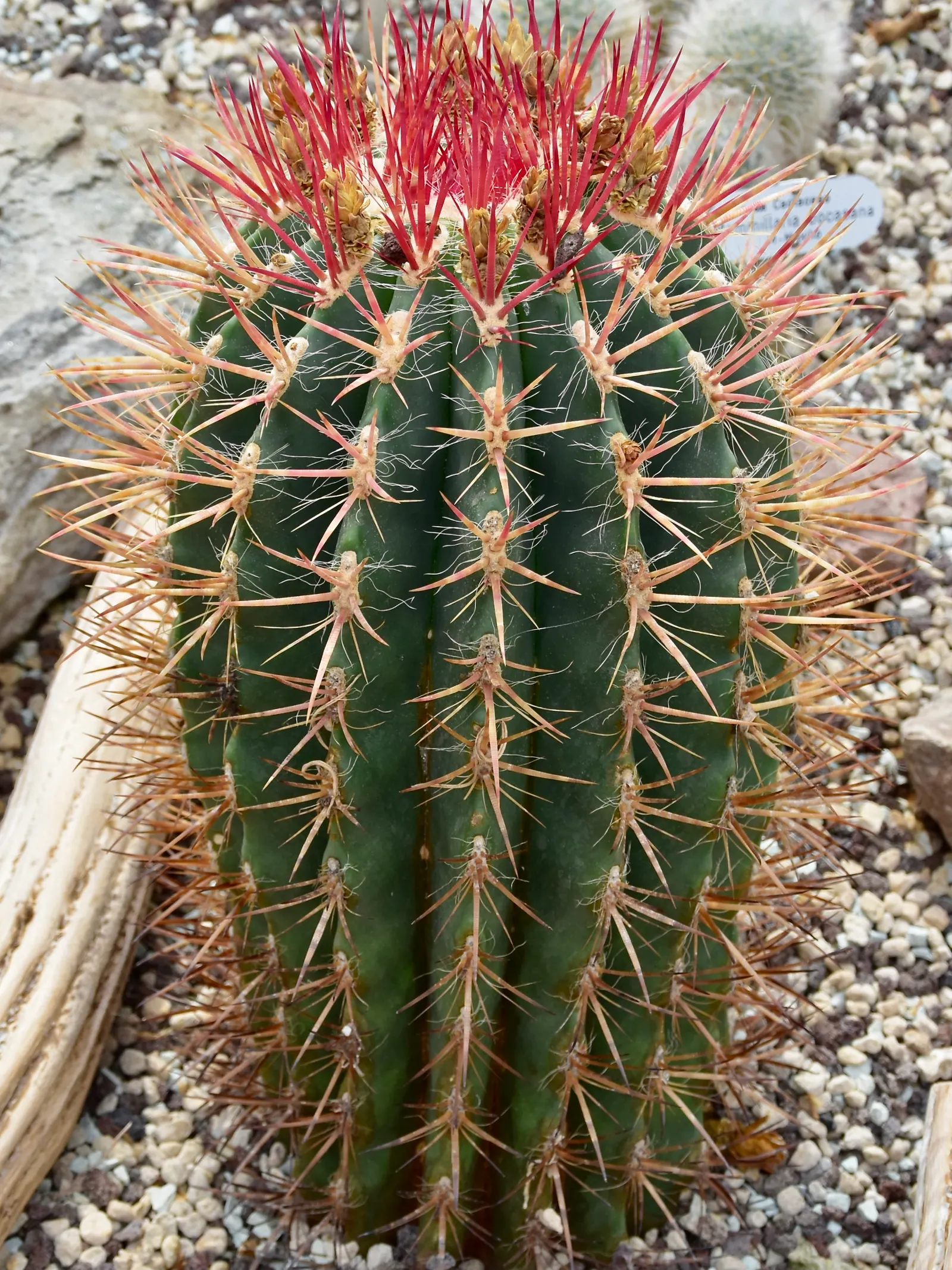 Mexican Fire Barrel (Ferocactus Pilosus) — protection from frost is advised; colloquially known as the Mexican Fire Barrel, image 86