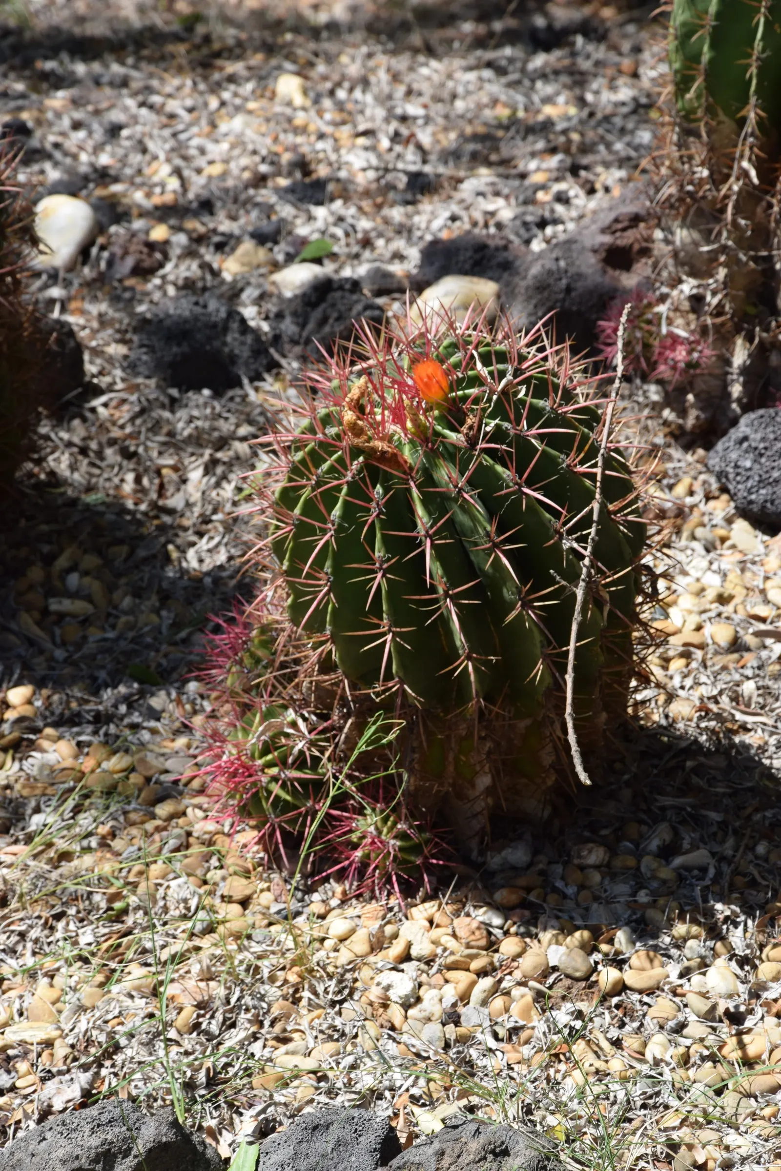 Mexican Fire Barrel (Ferocactus Pilosus) — Low-maintenance, it's ideal for hot, arid landscapes seeking a bold, architectural accent