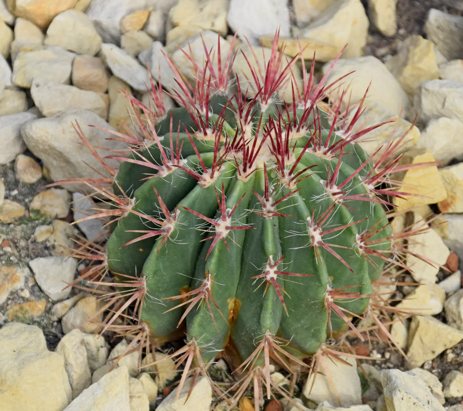 Mexican Fire Barrel (Ferocactus Pilosus) — is a striking cactus that boasts vivid red spines and a cylindrical form; which bloom primarily in the late spring