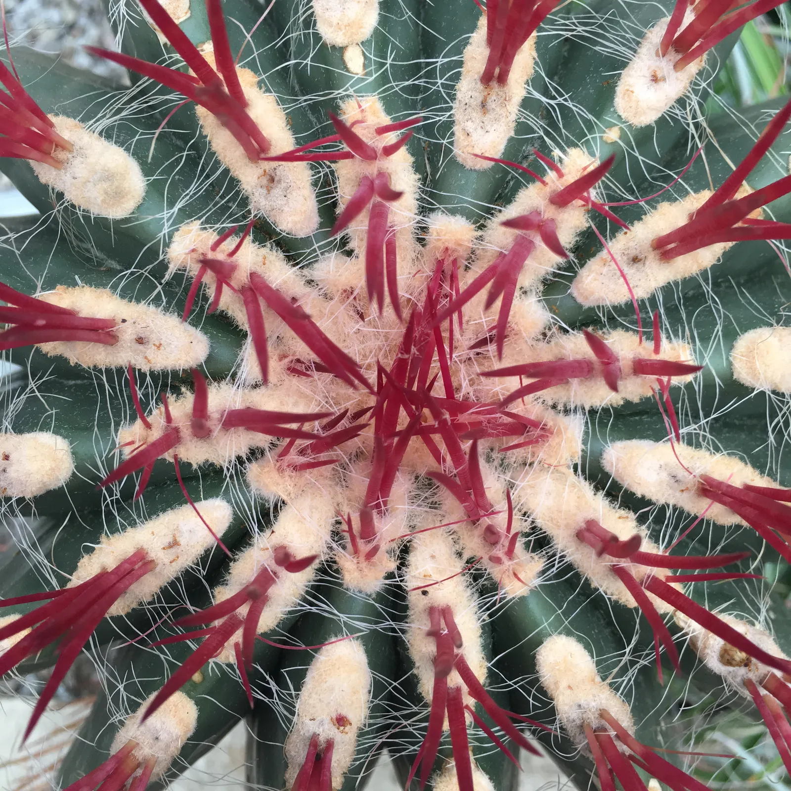 Mexican Fire Barrel (Ferocactus Pilosus) — Inform your client that apart from occasional watering during extreme drought and the rare need for pruning; its