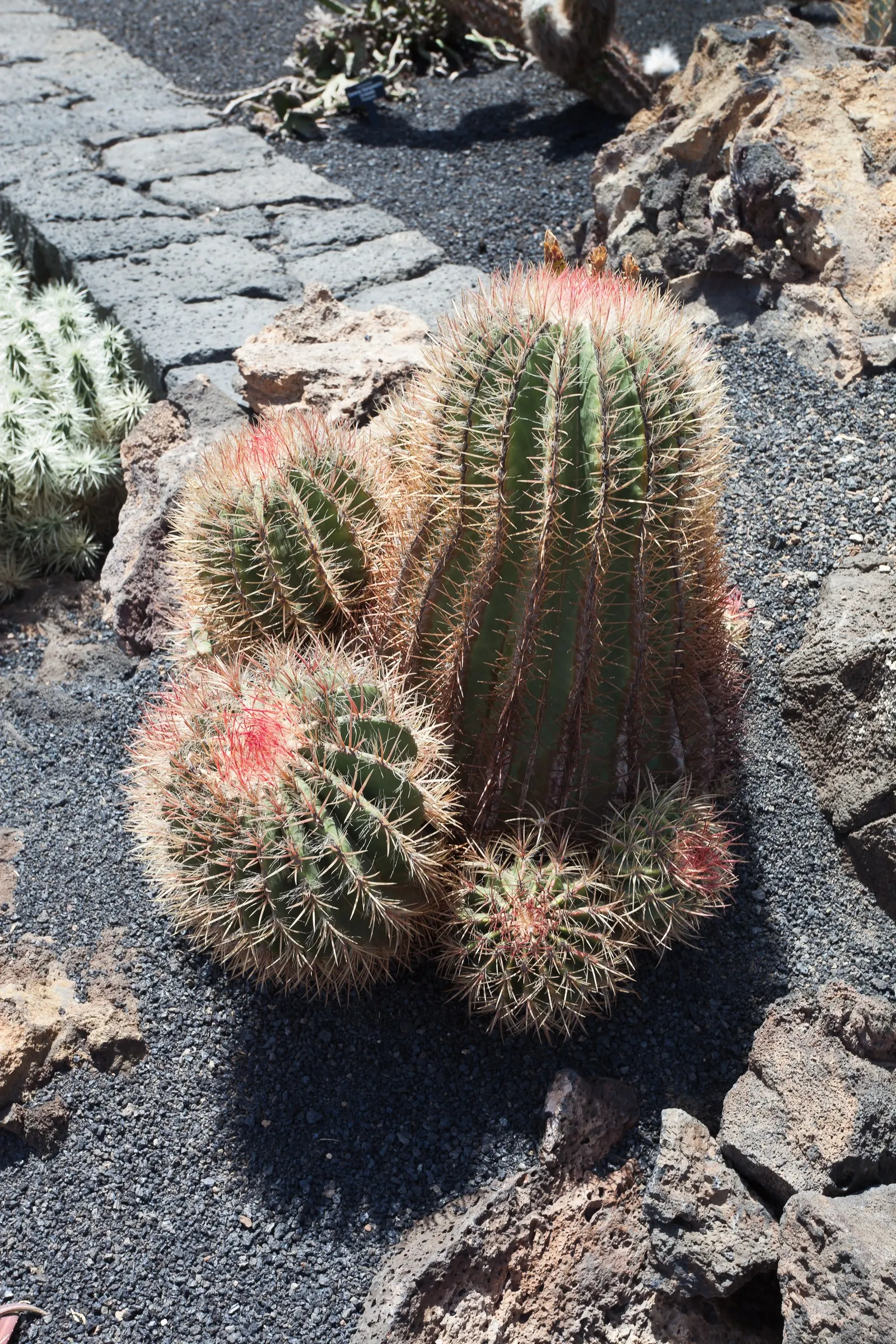 Mexican Fire Barrel (Ferocactus Pilosus) — Its most striking feature is the array of reddish-orange spines that cover the cactus; this specimen thrives under