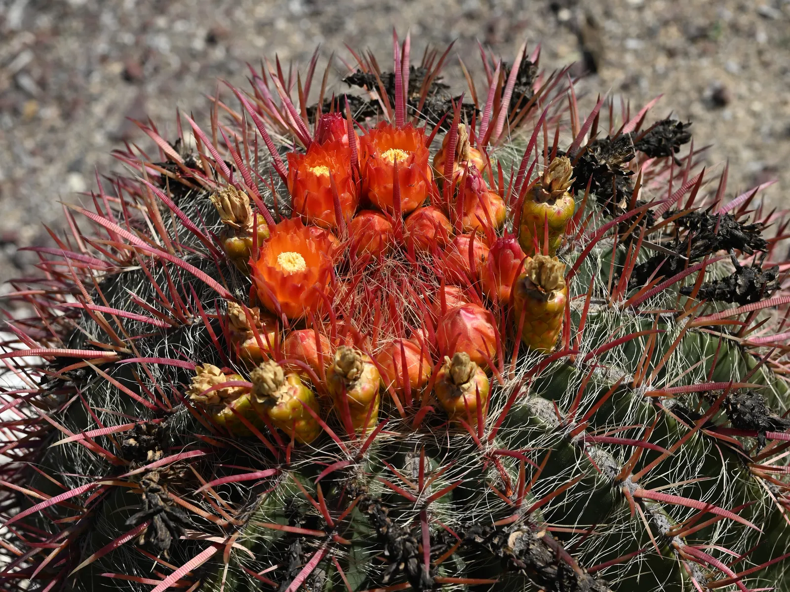 Mexican Fire Barrel (Ferocactus Pilosus) — pilosus into your landscape design, ensure it is planted in well-draining soil to prevent root rot, image 83