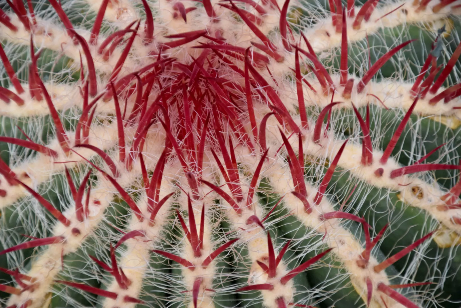 Mexican Fire Barrel (Ferocactus Pilosus) — It's also well-adapted to container growth, so consider this for deck or patio accents; ribbed body that hosts