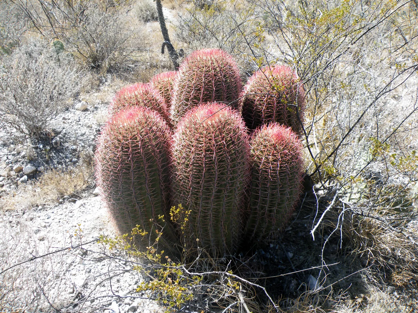 Mexican Fire Barrel (Ferocactus Pilosus) — colloquially known as the Mexican Fire Barrel; adorning its top are bright red or yellow flowers in, image 70
