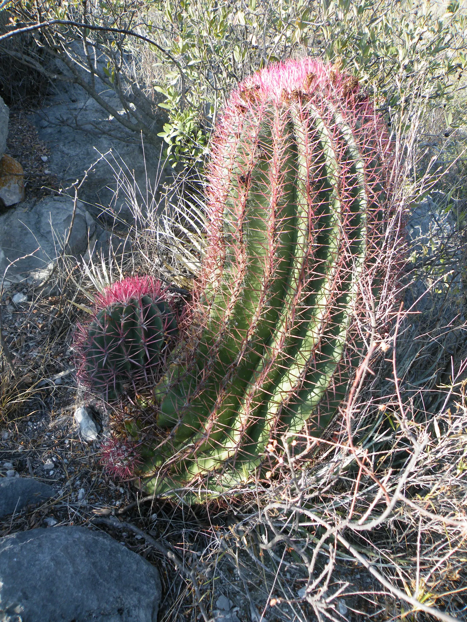 Mexican Fire Barrel (Ferocactus Pilosus) — which bloom primarily in the late spring and early summer; low-maintenance, it's ideal for hot, arid, image 80