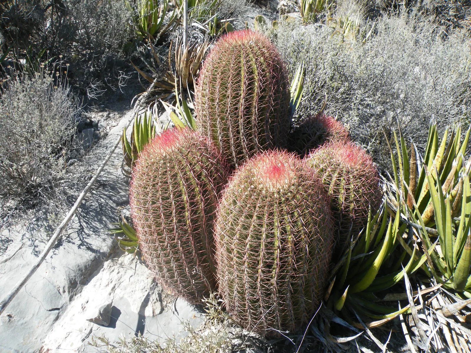Mexican Fire Barrel (Ferocactus Pilosus) — protection from frost is advised; colloquially known as the Mexican Fire Barrel