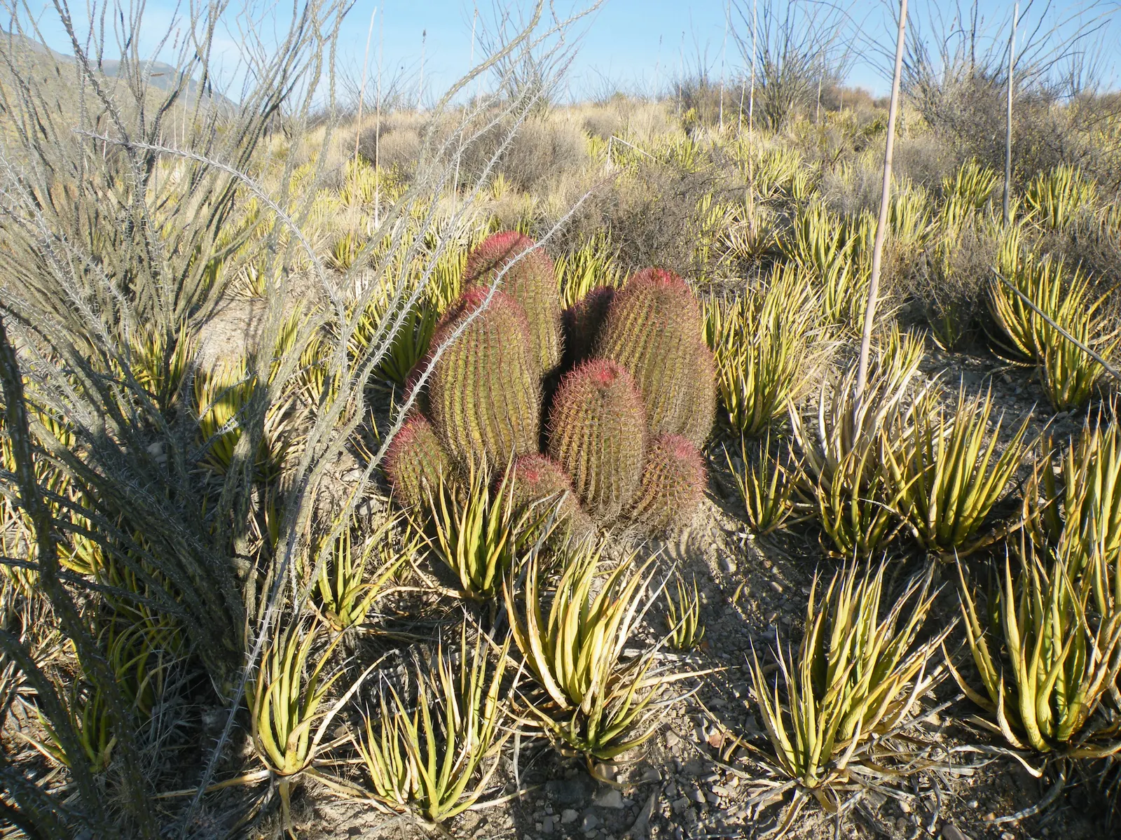 Mexican Fire Barrel (Ferocactus Pilosus) — providing a 'fiery' aspect that gives the plant its common name; pilosus into your landscape design, image 101