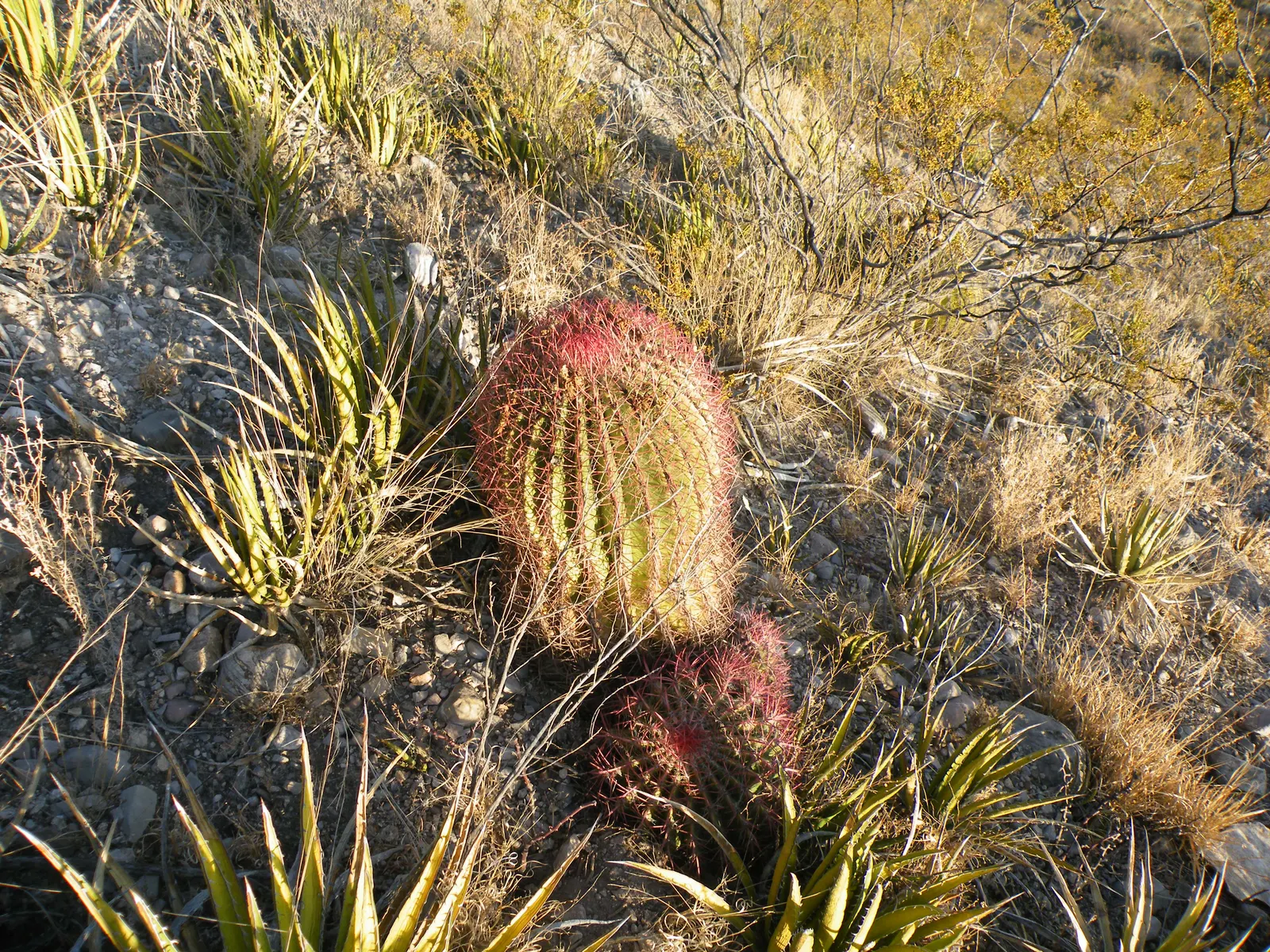 Mexican Fire Barrel (Ferocactus Pilosus) — low-maintenance gem for their garden