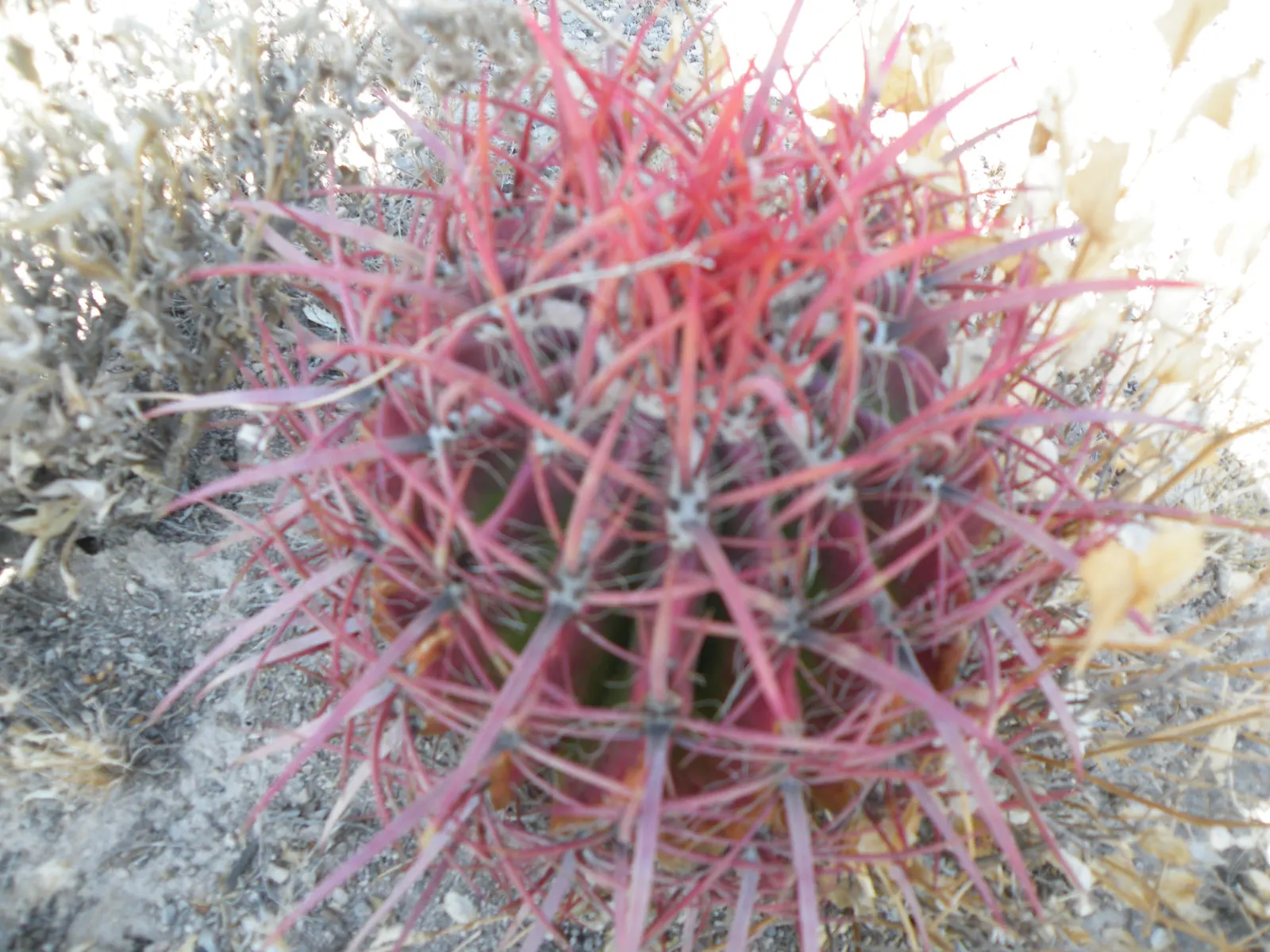 Mexican Fire Barrel (Ferocactus Pilosus) — Adorning its top are bright red or yellow flowers in summer, which entice pollinators