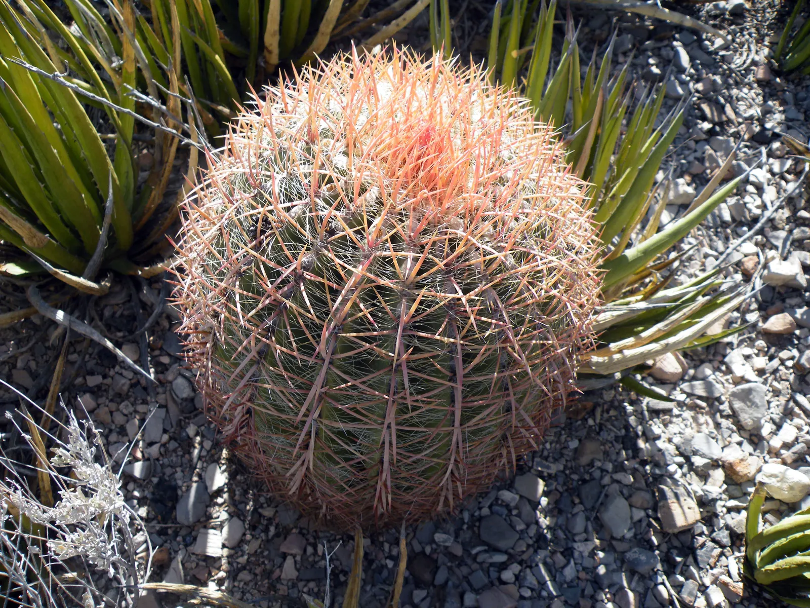 Mexican Fire Barrel (Ferocactus Pilosus) — is a striking cactus that boasts vivid red spines and a cylindrical form