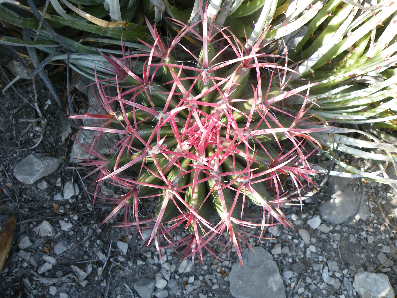 Mexican Fire Barrel (Ferocactus Pilosus) — Its most striking feature is the array of reddish-orange spines that cover the cactus; this specimen, image 54