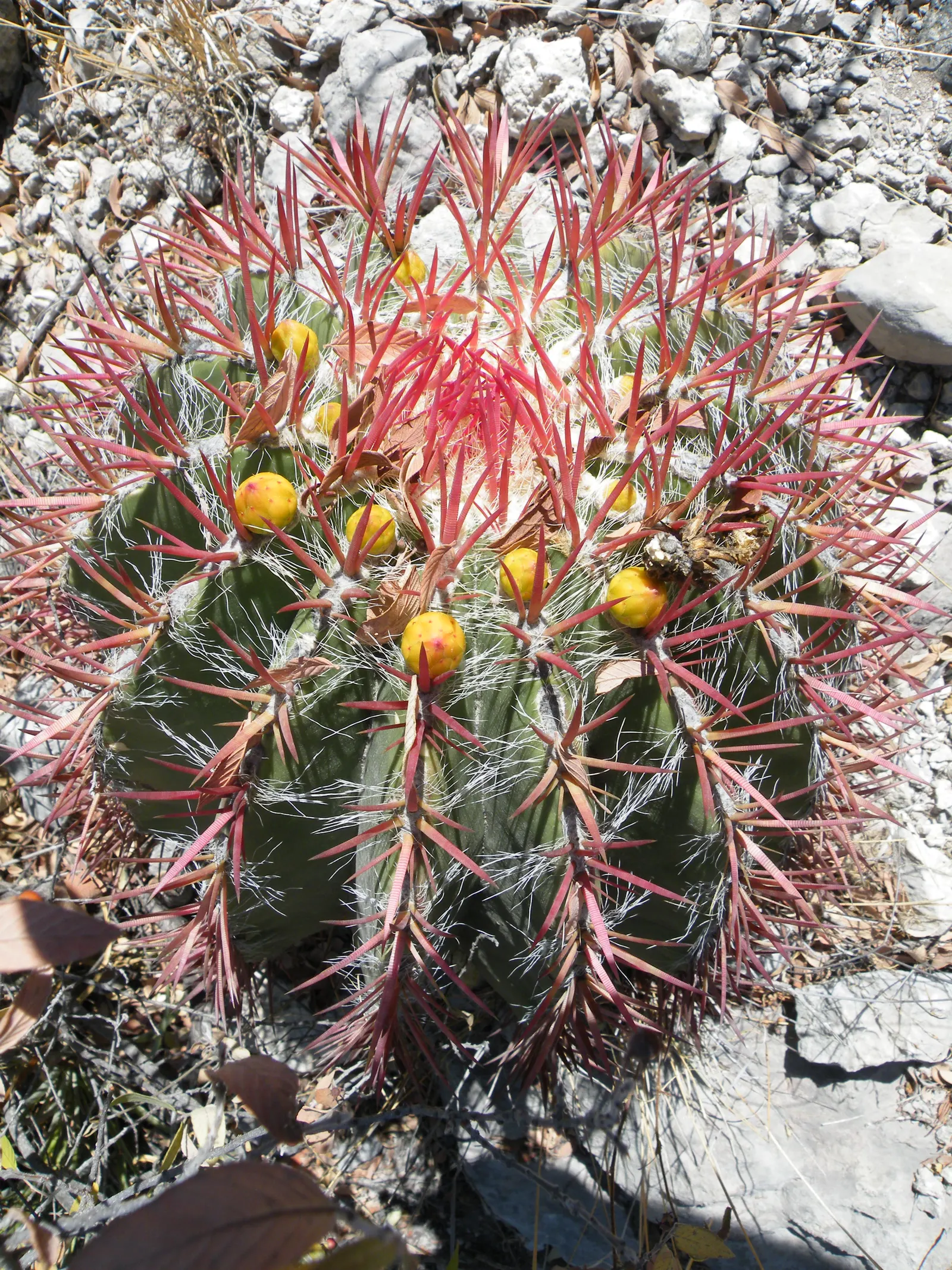 Mexican Fire Barrel (Ferocactus Pilosus) — ribbed body that hosts spectacular lime-green to yellow flowers; red and yellow flowers in the garden, image 56