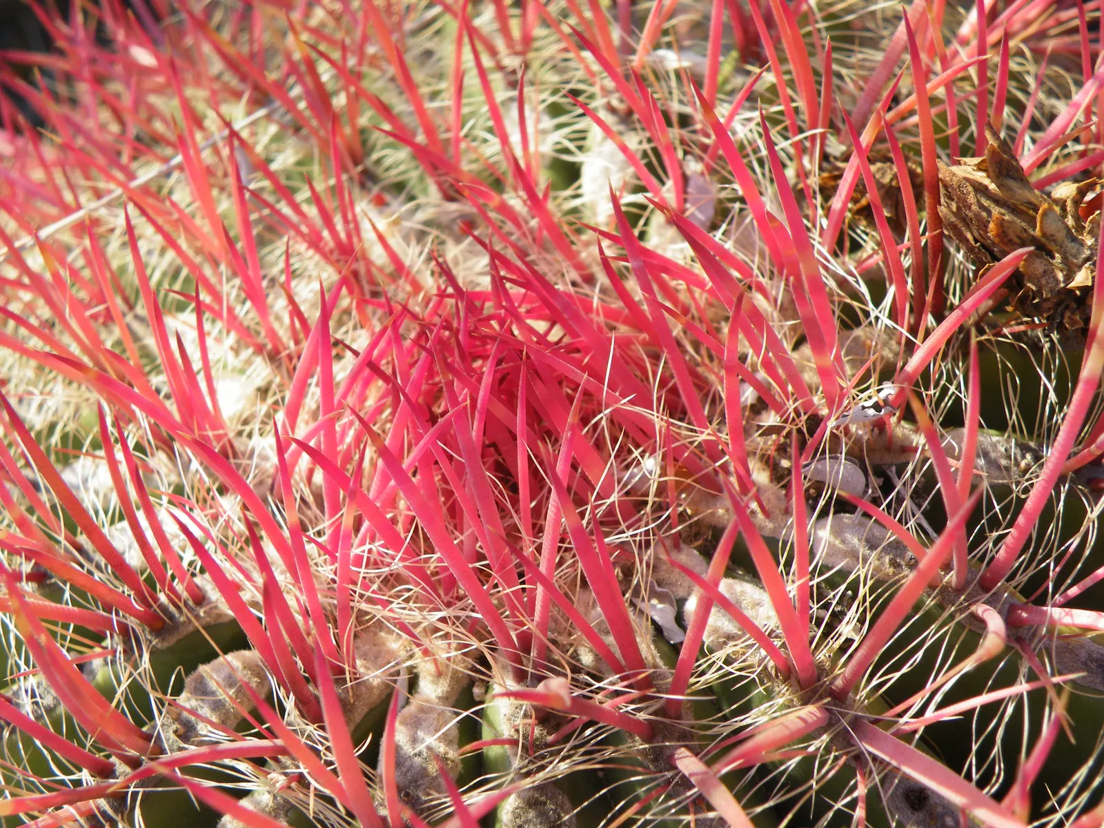 Mexican Fire Barrel (Ferocactus Pilosus) — low-maintenance gem for their garden; cactus with red and yellow blooms, image 89
