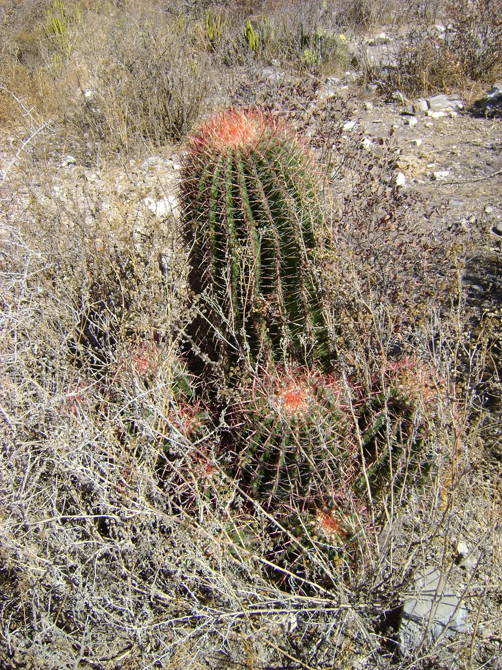Mexican Fire Barrel (Ferocactus Pilosus) — Mature specimens reach up to 2.5 feet tall and 1 foot wide, flourishing in dry, well-drained soils; inform your