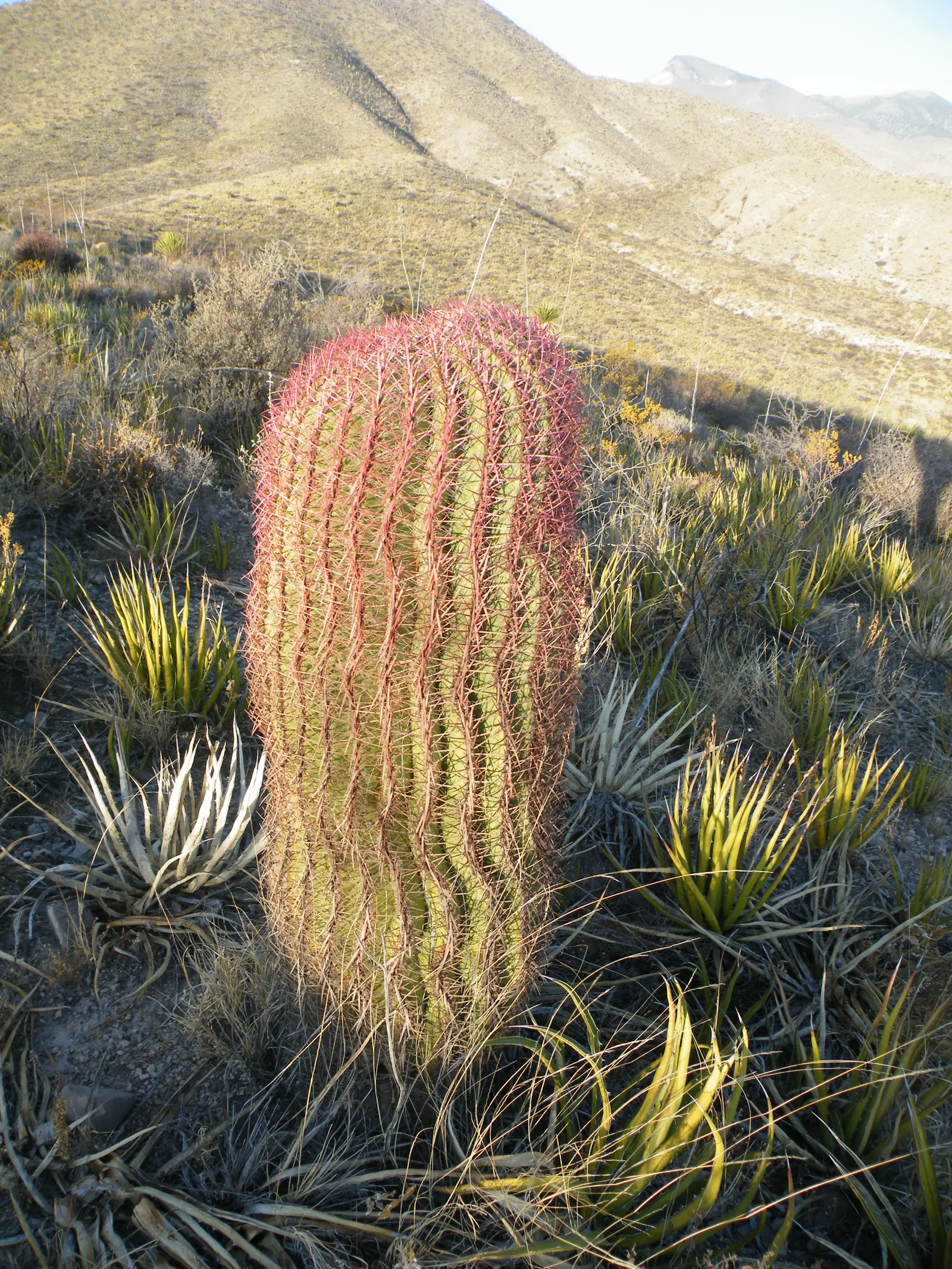 Mexican Fire Barrel (Ferocactus Pilosus) — Adorning its top are bright red or yellow flowers in summer, which entice pollinators; is a striking cactus that