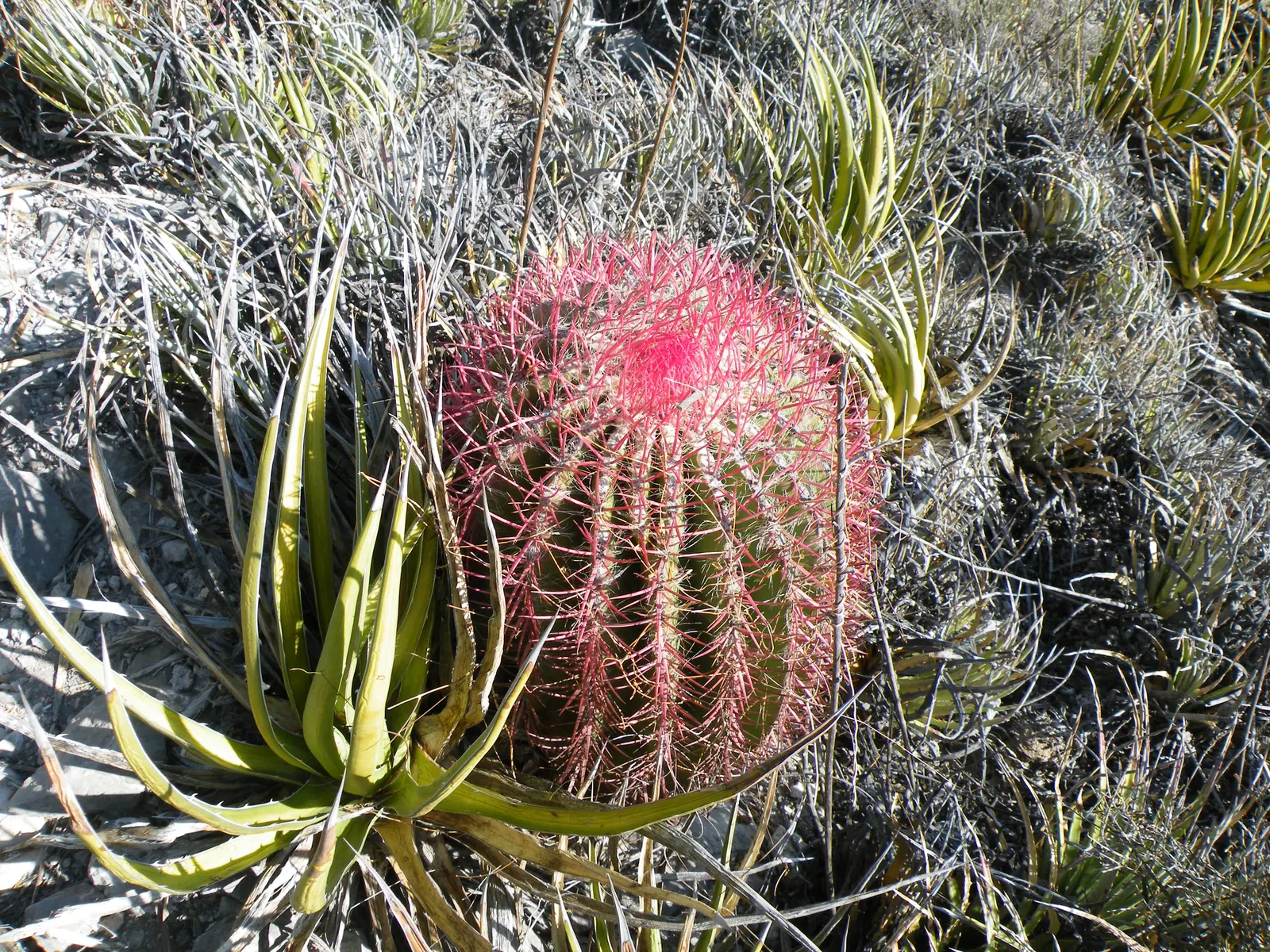 Mexican Fire Barrel (Ferocactus Pilosus) — cactus for deep shade or full; low-maintenance gem for their garden, image 92
