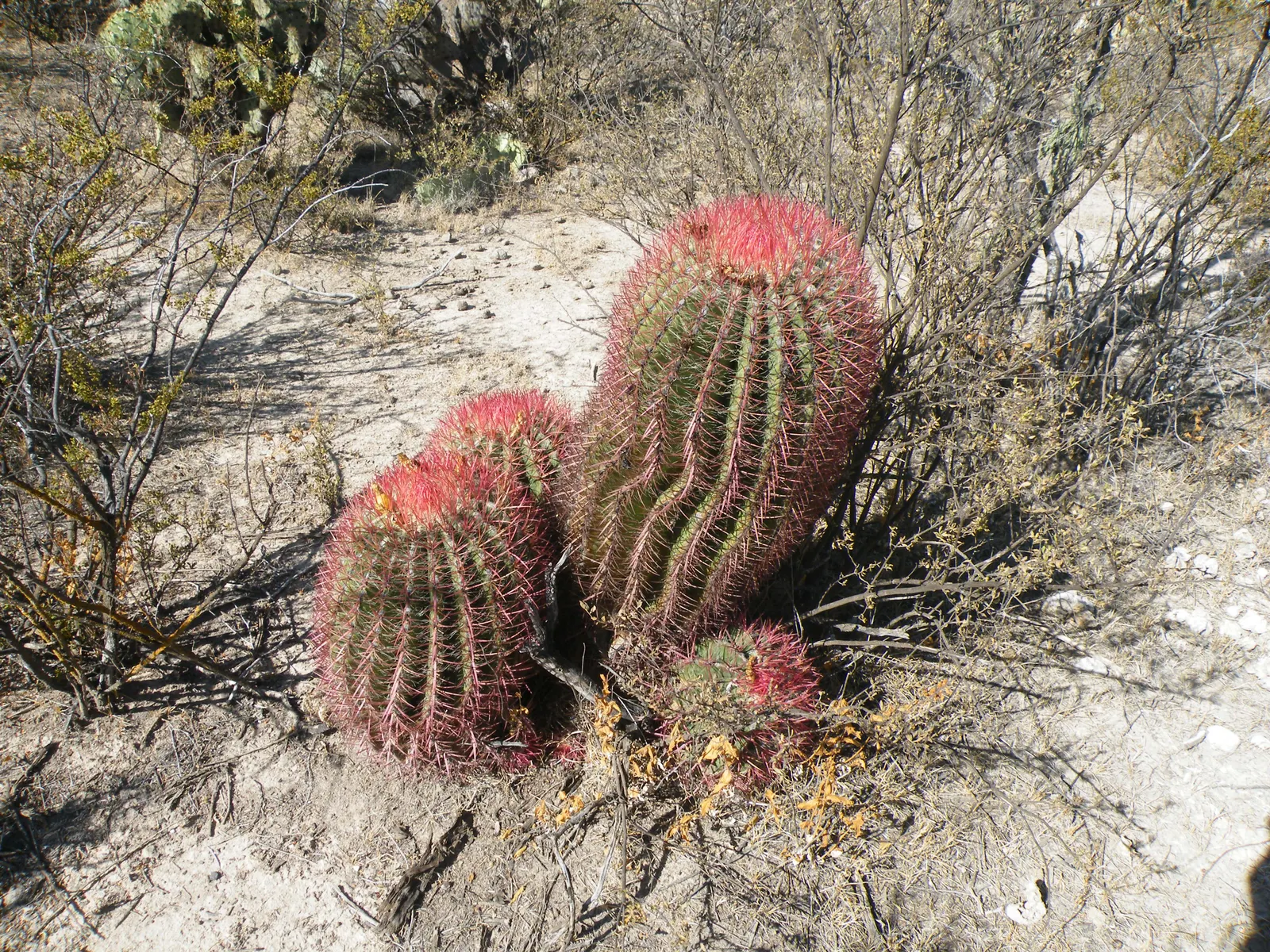 Mexican Fire Barrel (Ferocactus Pilosus) — Native to the arid regions of Northern Mexico; this cactus can endure temperatures down to 20&deg;F