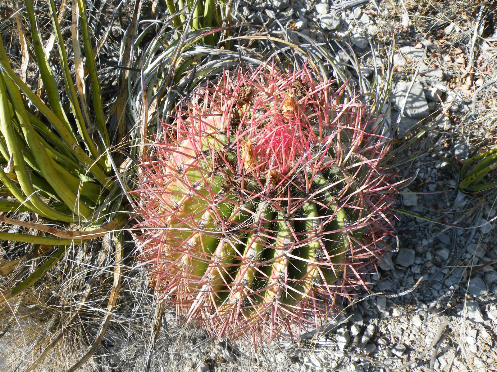 Mexican Fire Barrel (Ferocactus Pilosus) — It's also well-adapted to container growth, so consider this for deck or patio accents; ribbed body that, image 84