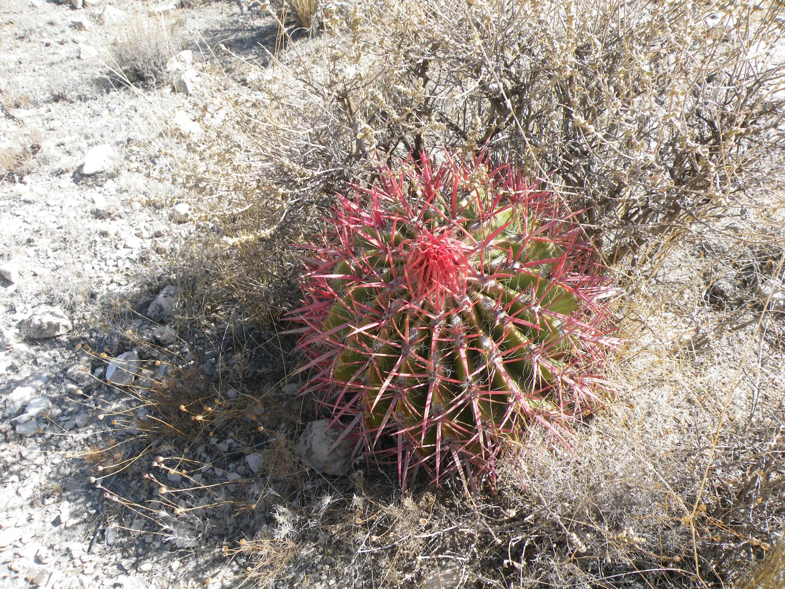 Mexican Fire Barrel (Ferocactus Pilosus) — These funnel-shaped blossoms can reach a diameter of almost 2.5 inches, image 81