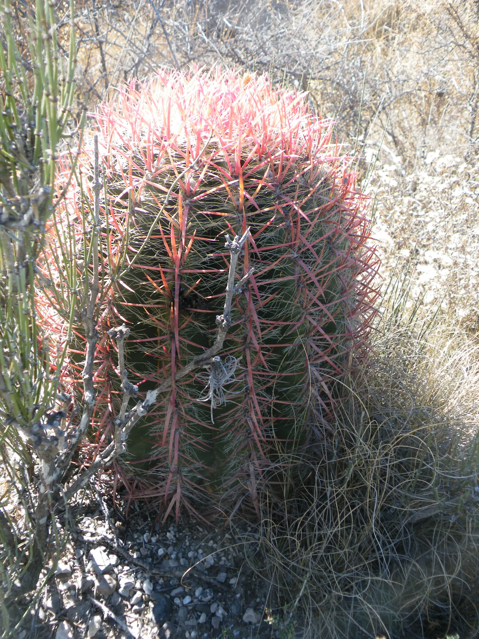 Mexican Fire Barrel (Ferocactus Pilosus) — Native to the arid regions of Northern Mexico; this cactus can endure temperatures down to 20&deg;F, image 75