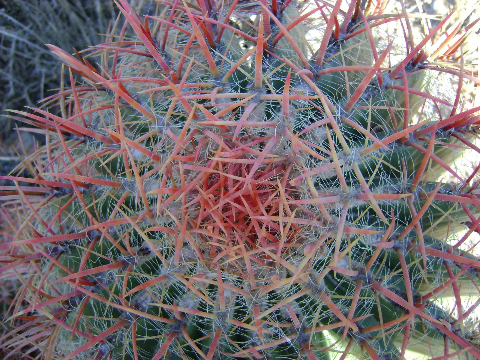 Mexican Fire Barrel (Ferocactus Pilosus) — protection from frost is advised; colloquially known as the Mexican Fire Barrel, image 63