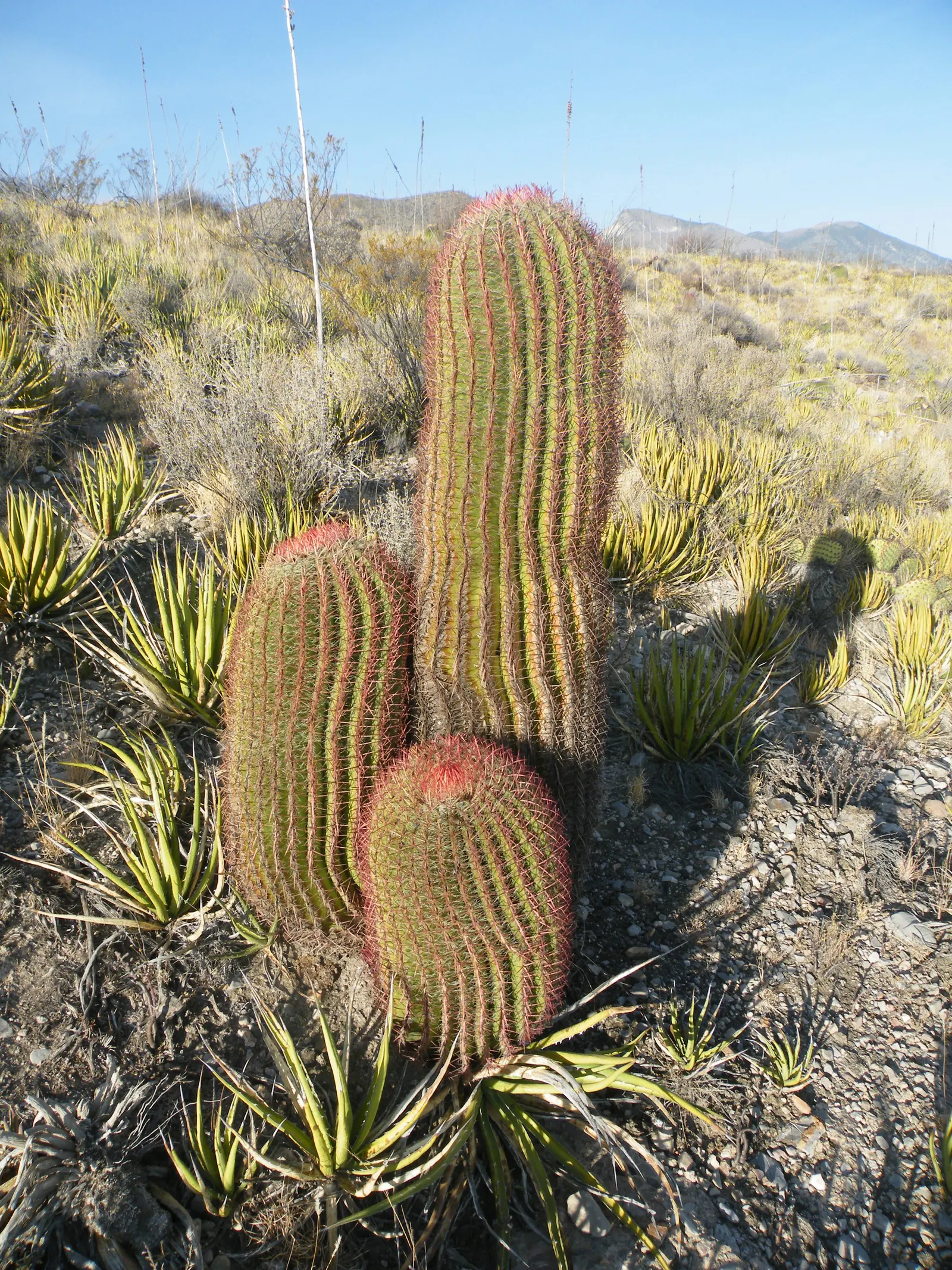 Mexican Fire Barrel (Ferocactus Pilosus) — ribbed body that hosts spectacular lime-green to yellow flowers