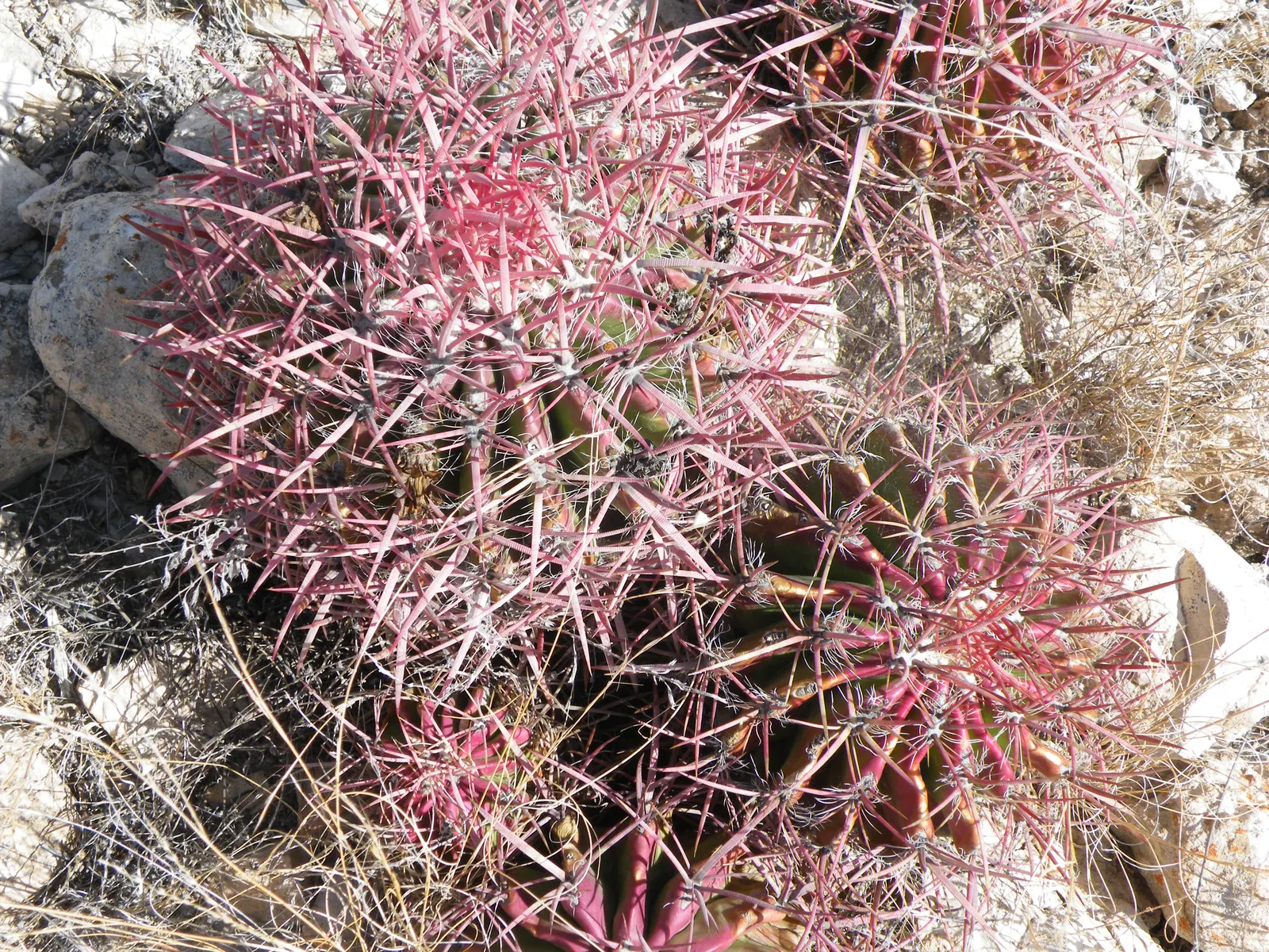 Mexican Fire Barrel (Ferocactus Pilosus) — cactus with red and yellow blooms; adding a splash of color upon the spherical silhouette.<br><br>When, image 91