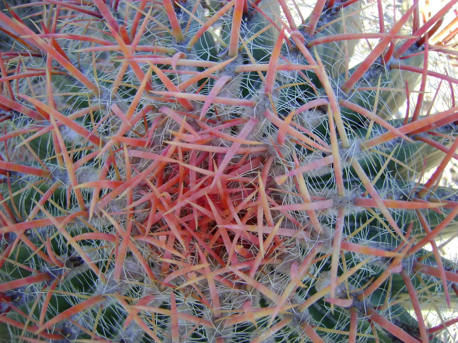 Mexican Fire Barrel (Ferocactus Pilosus) — Adorning its top are bright red or yellow flowers in summer, which entice pollinators; is a striking, image 73