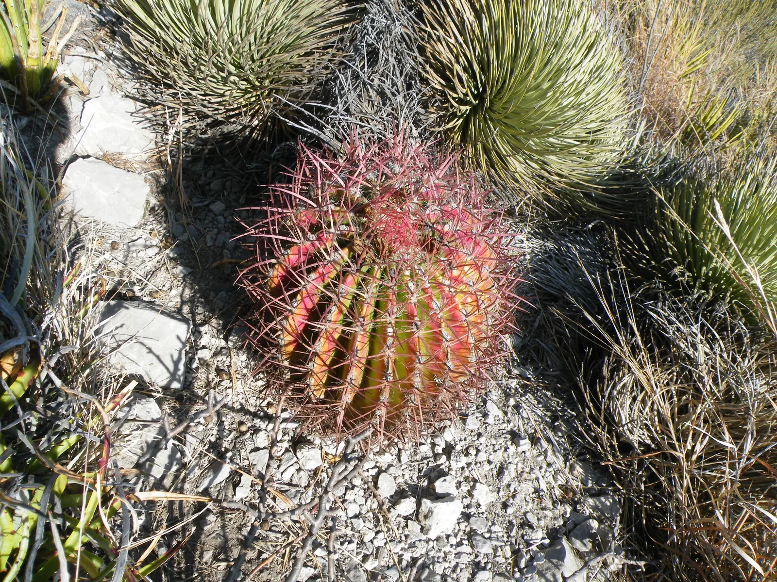 Mexican Fire Barrel (Ferocactus Pilosus) — pilosus into your landscape design, ensure it is planted in well-draining soil to prevent root rot, image 60