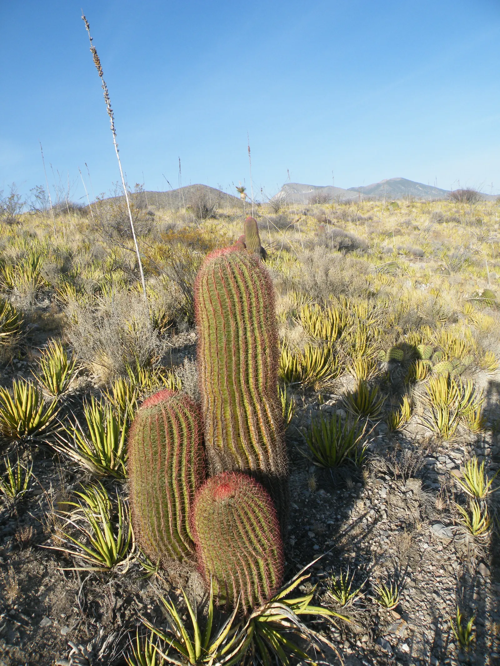 Mexican Fire Barrel (Ferocactus Pilosus) — the Mexican Fire Barrel is a striking