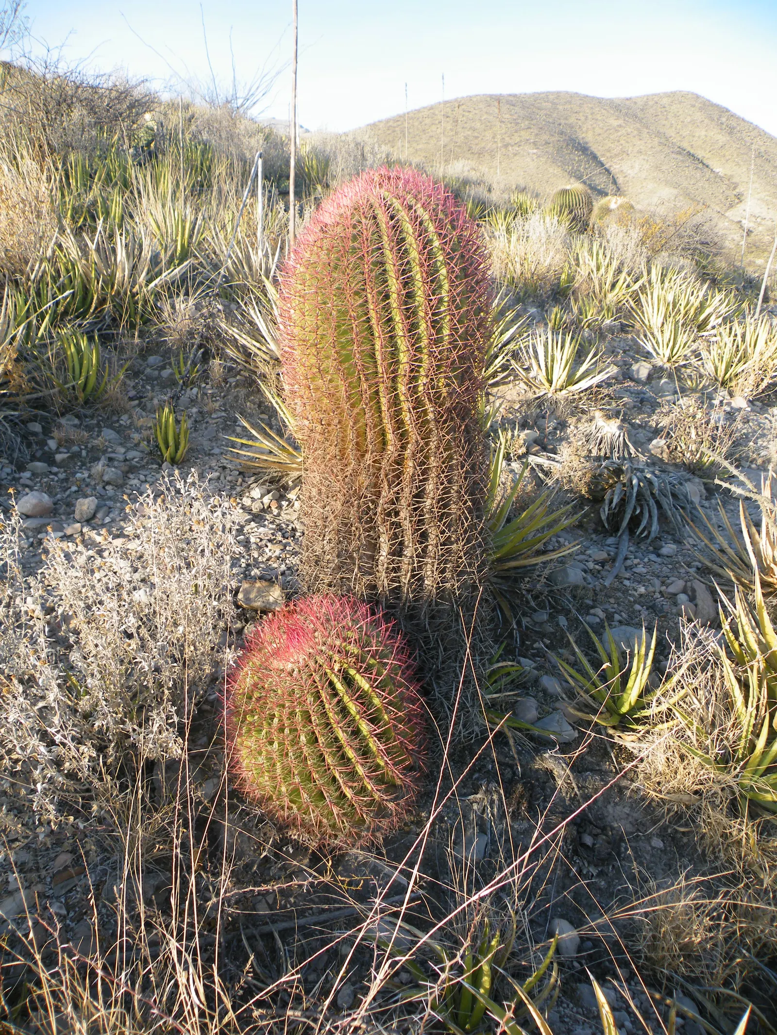Mexican Fire Barrel (Ferocactus Pilosus) — ribbed body that hosts spectacular lime-green to yellow flowers; red and yellow flowers in the garden, image 102