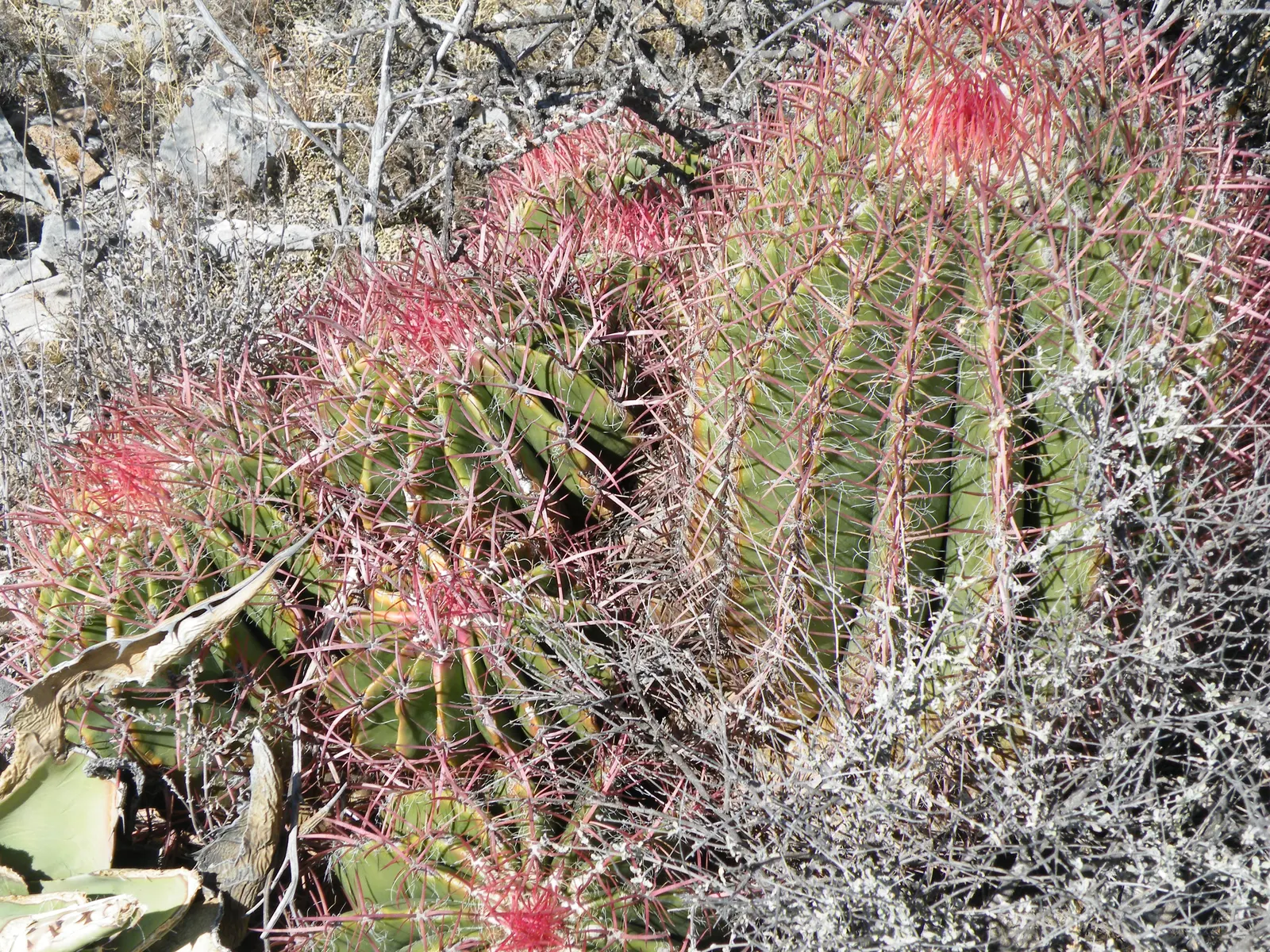 Mexican Fire Barrel (Ferocactus Pilosus) — providing a 'fiery' aspect that gives the plant its common name; pilosus into your landscape design, ensure it is