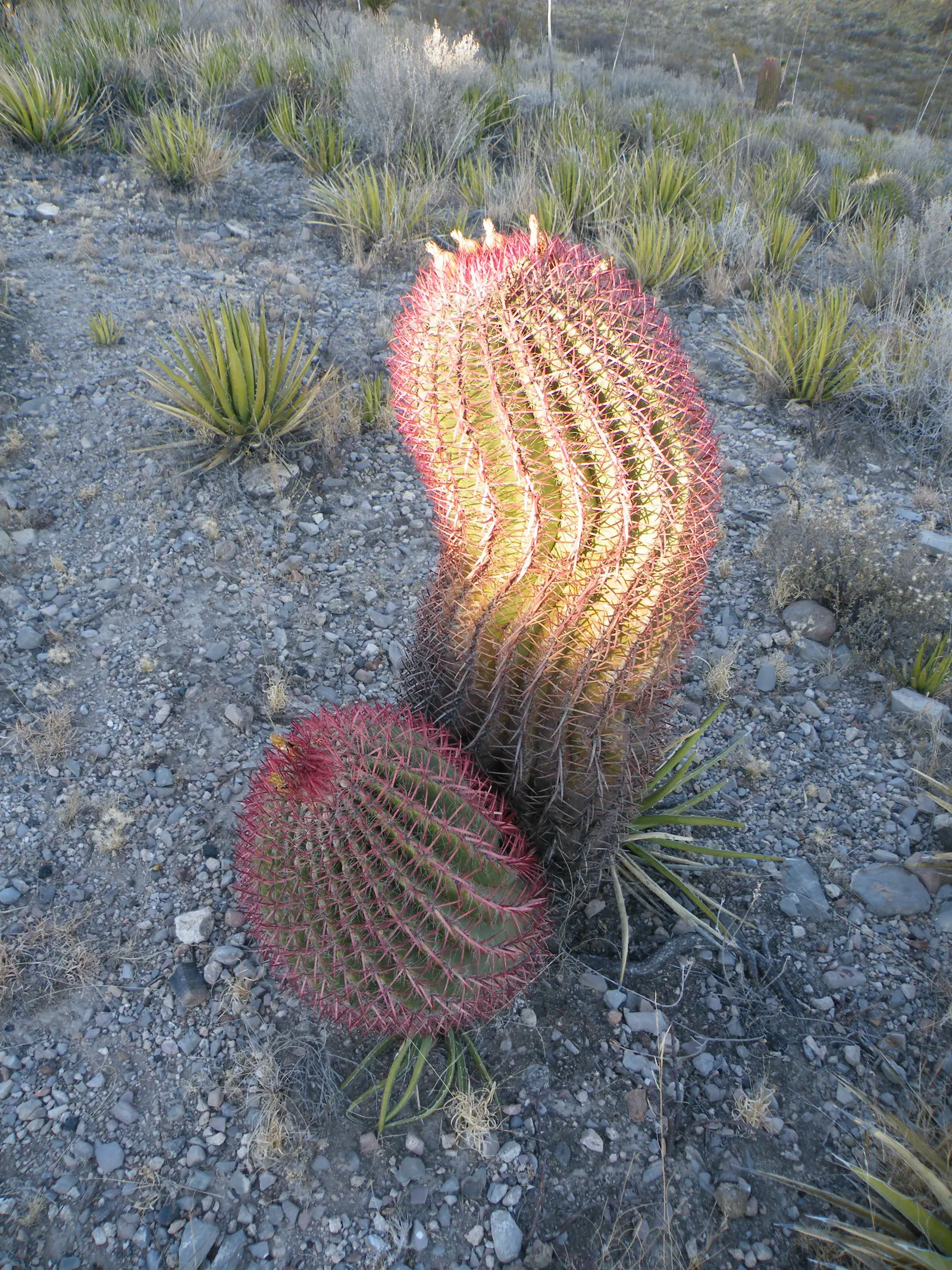 Mexican Fire Barrel (Ferocactus Pilosus) — adding a splash of color upon the spherical silhouette.<br><br>When incorporating F; the Mexican Fire Barrel is a