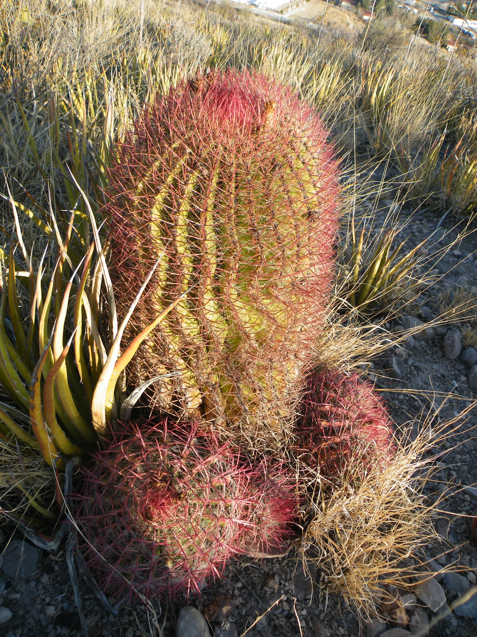 Mexican Fire Barrel (Ferocactus Pilosus) — this specimen thrives under full sunlight and requires minimal maintenance