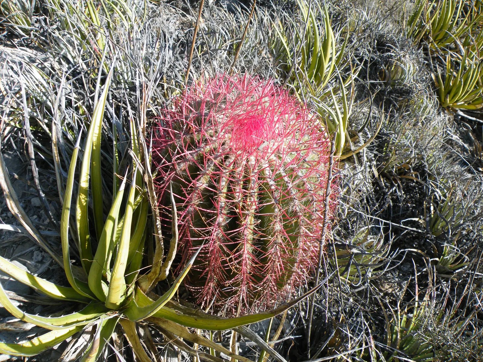 Mexican Fire Barrel (Ferocactus Pilosus) — cactus for deep shade or full