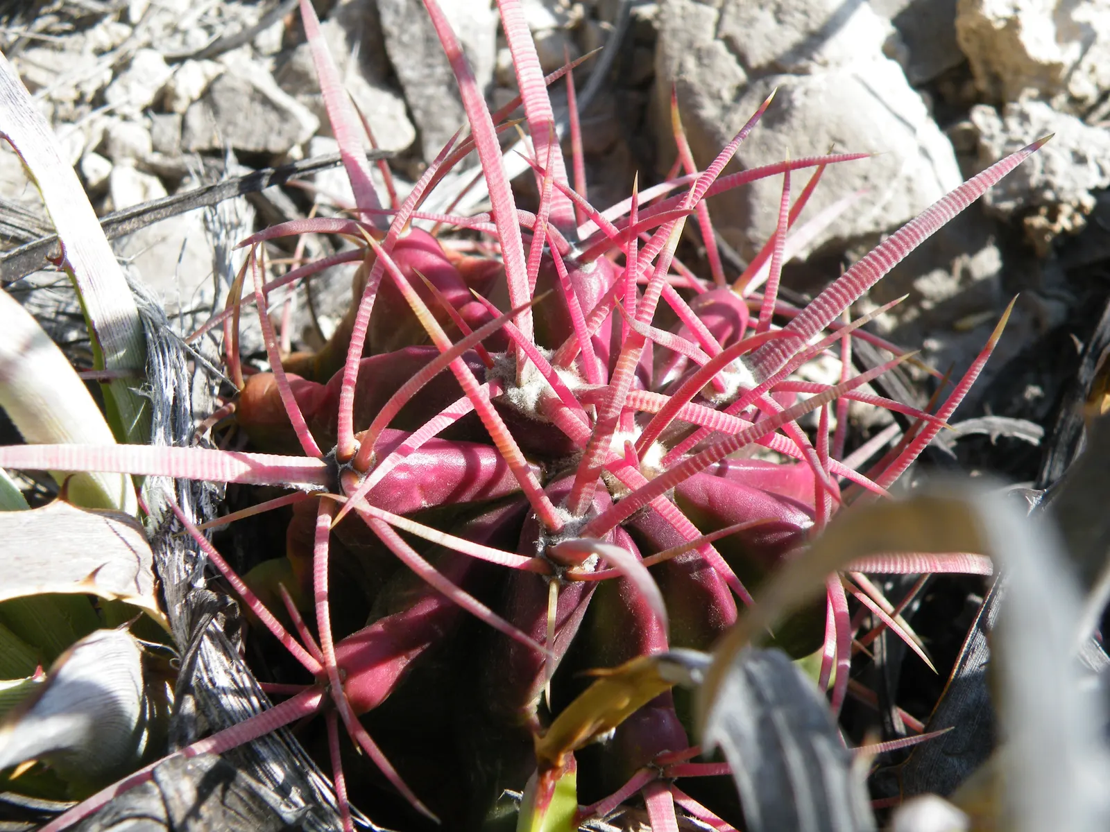 Mexican Fire Barrel (Ferocactus Pilosus) — the Mexican Fire Barrel is a striking; it's also well-adapted to container growth, so consider this for deck or