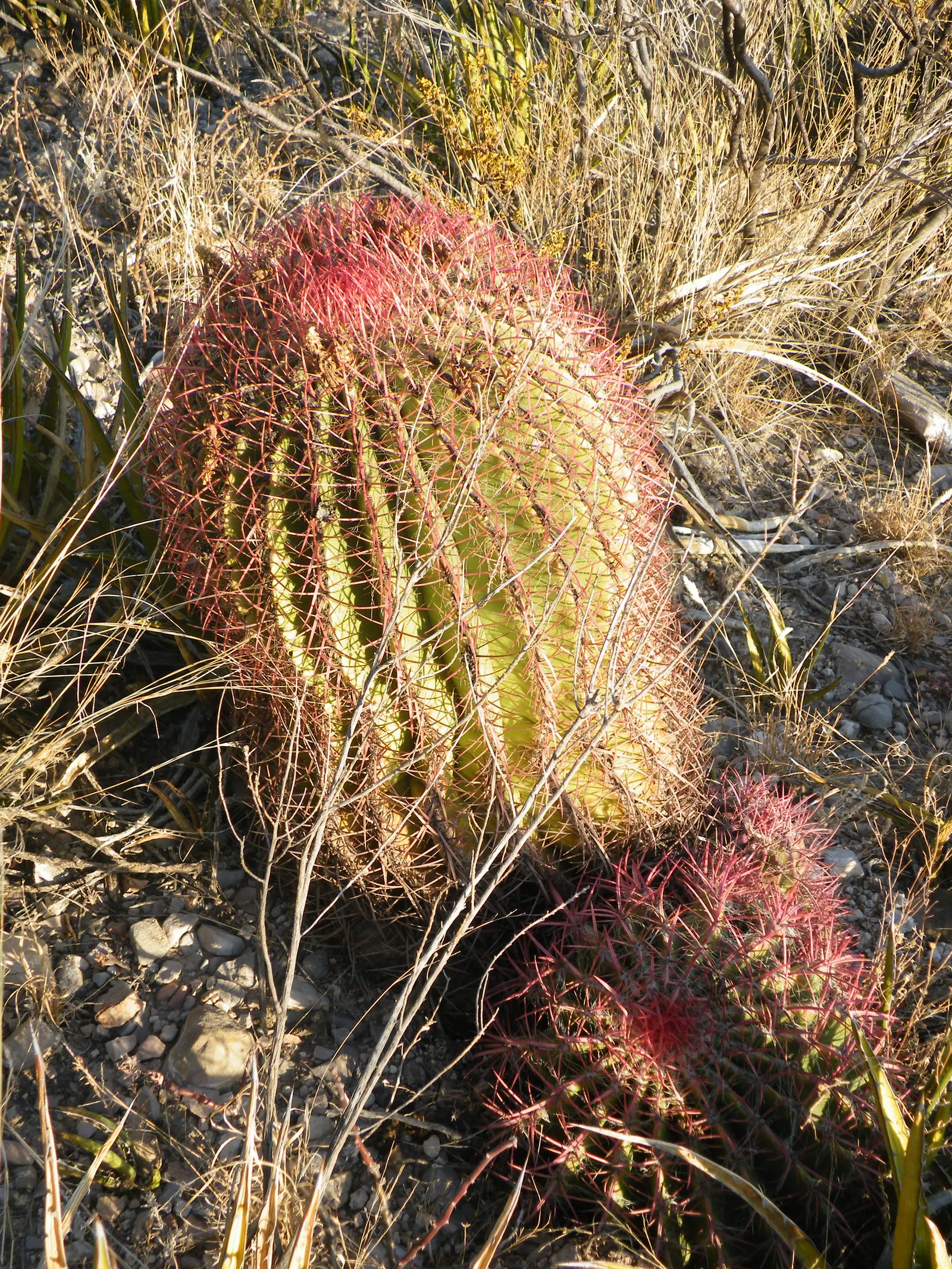 Mexican Fire Barrel (Ferocactus Pilosus) — providing a 'fiery' aspect that gives the plant its common name; pilosus into your landscape design, image 55