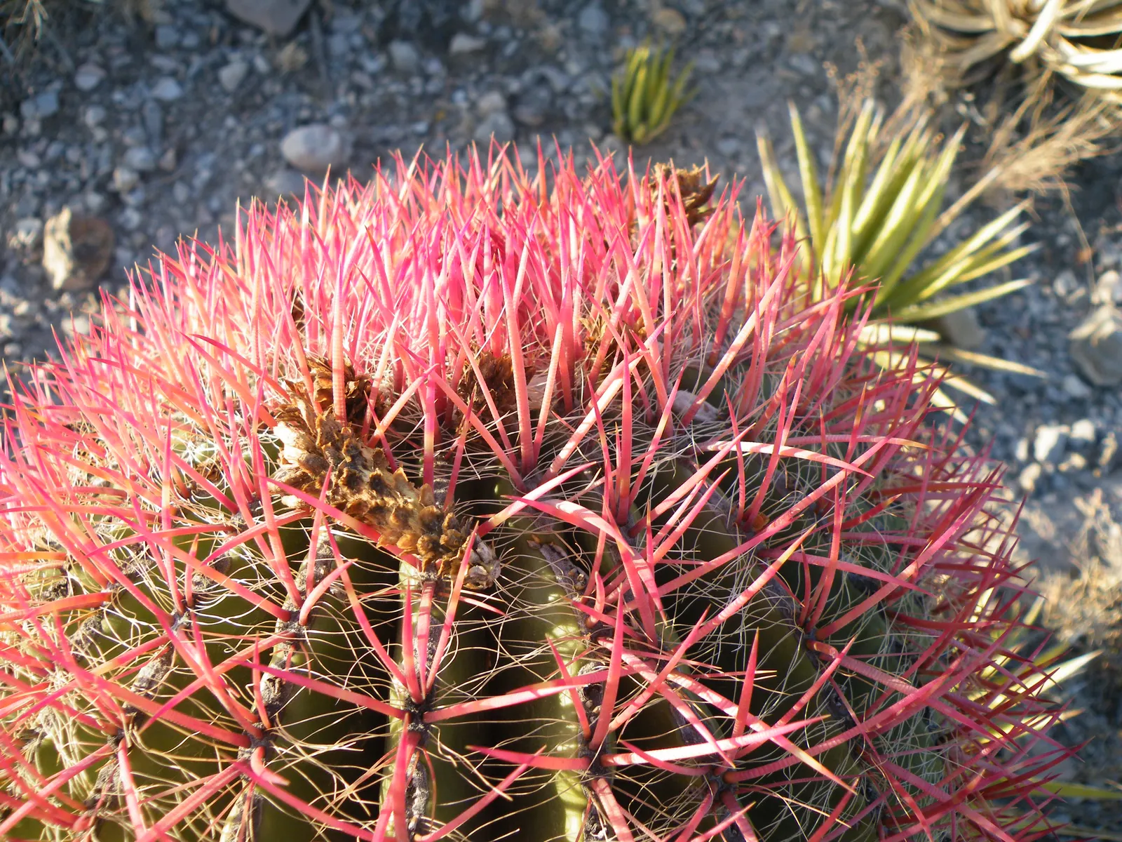 Mexican Fire Barrel (Ferocactus Pilosus) — These funnel-shaped blossoms can reach a diameter of almost 2.5 inches, image 35