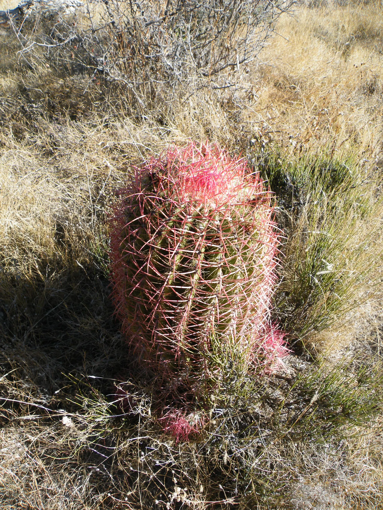 Mexican Fire Barrel (Ferocactus Pilosus) — cactus for deep shade or full; low-maintenance gem for their garden